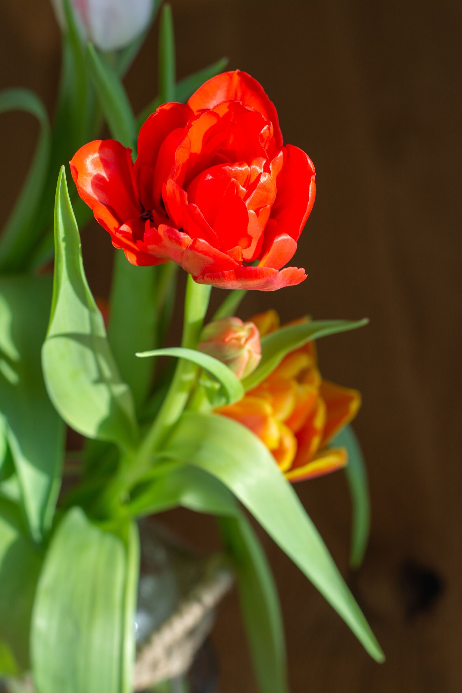 Nikon D7100 sample photo. Flower, red, tulip photography