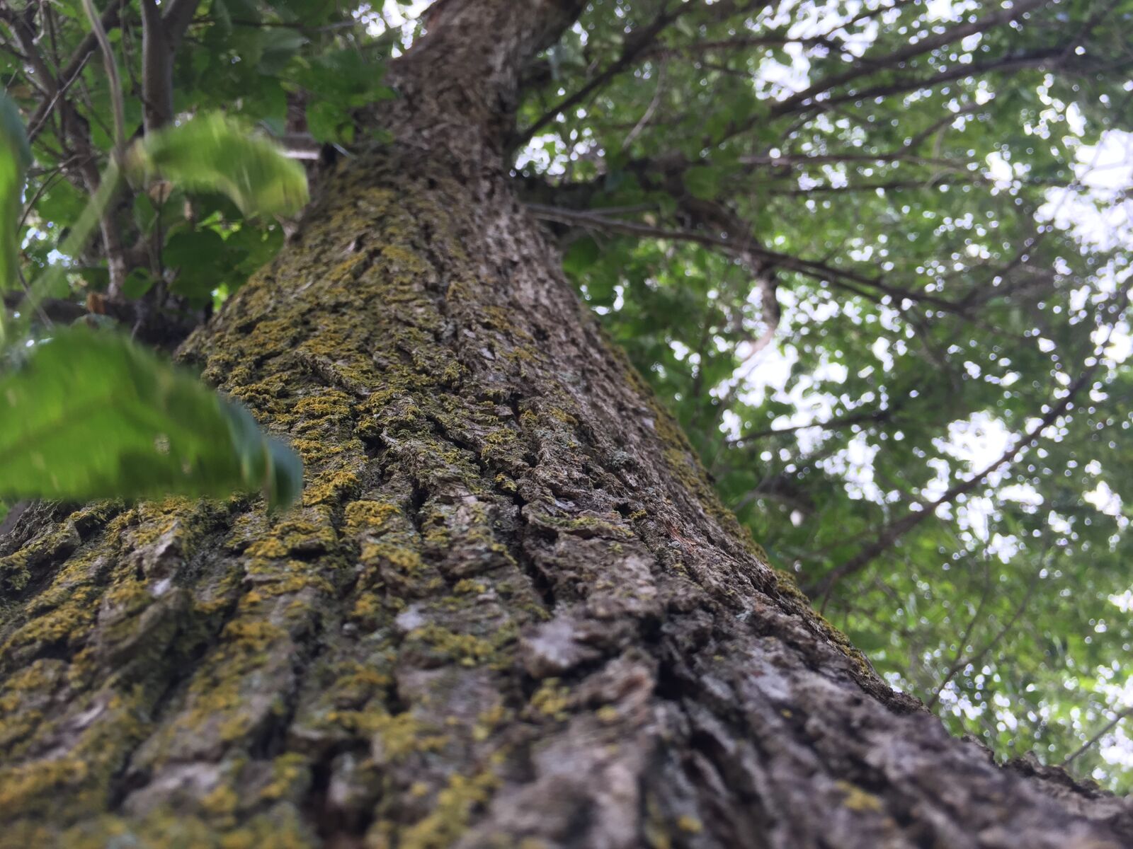 iPhone 6 back camera 4.15mm f/2.2 sample photo. Tree photography