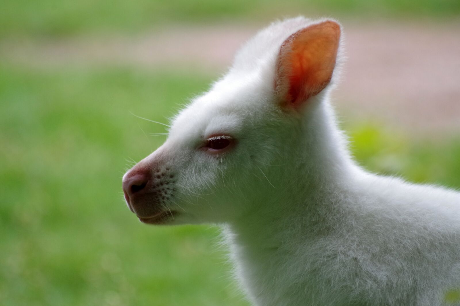 Pentax K-30 sample photo. Kangaroo, albino, white photography