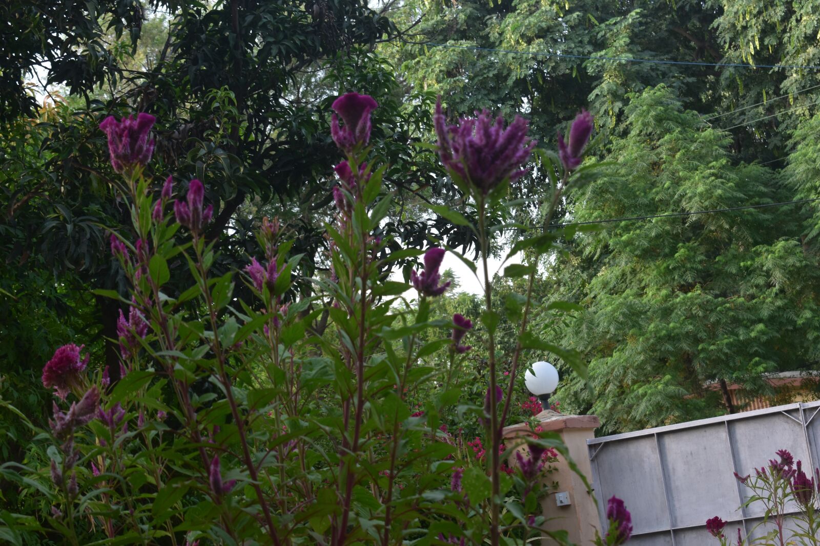 Nikon D3400 sample photo. Greenery, beauty, nature photography