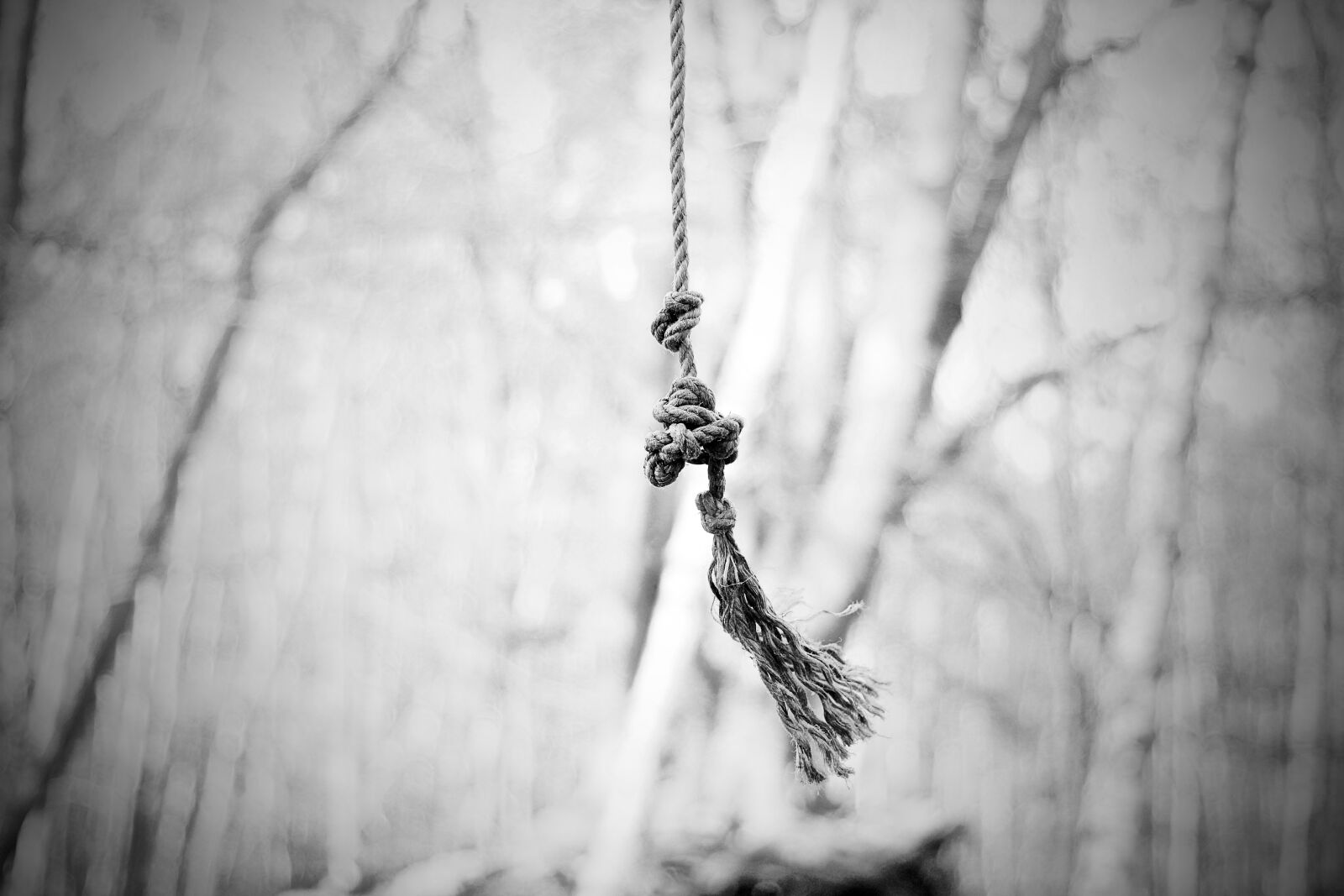 Canon EF 50mm F1.8 STM sample photo. Rope, tree, swing photography