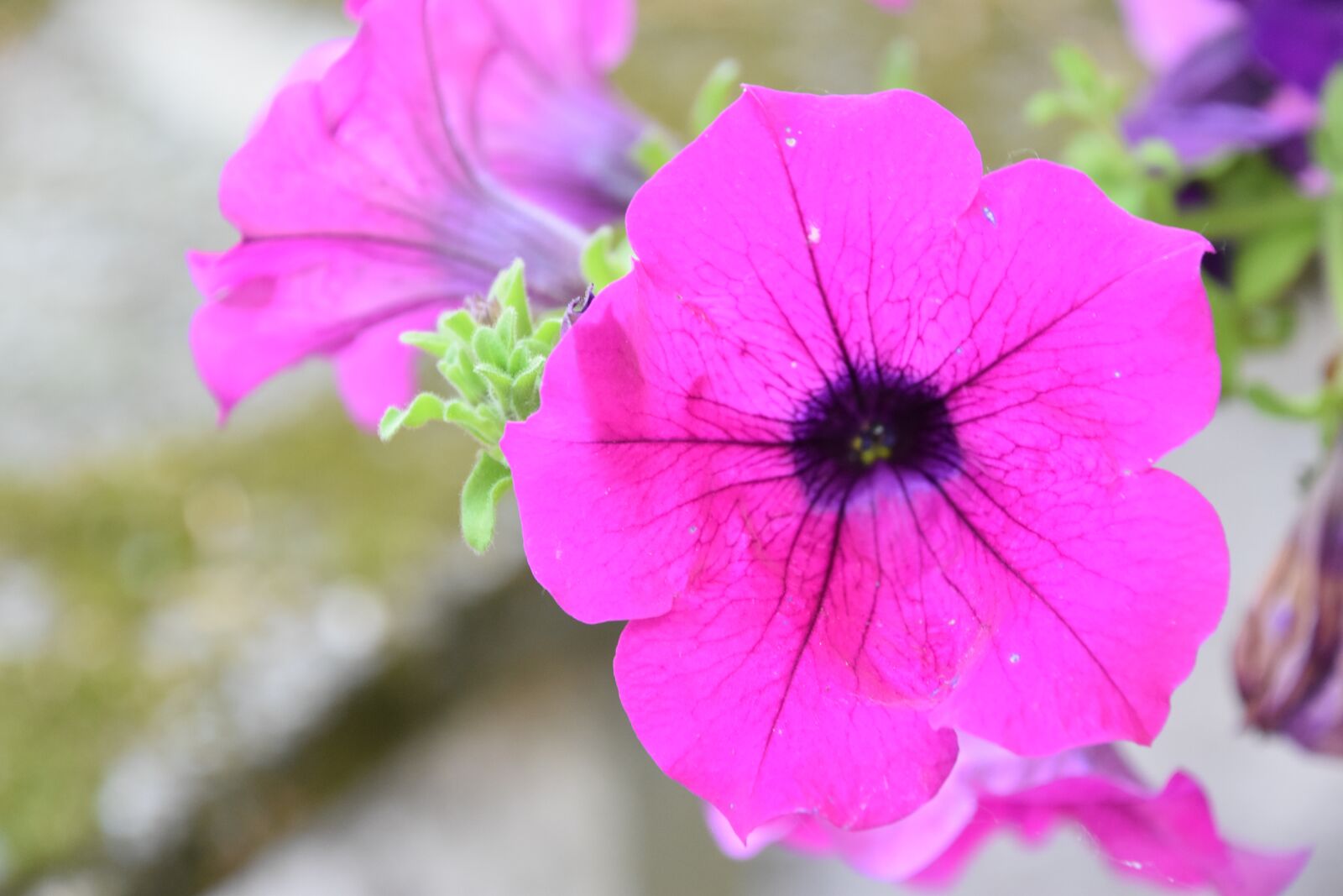 Nikon D5600 sample photo. Flower, nature, summer flowers photography