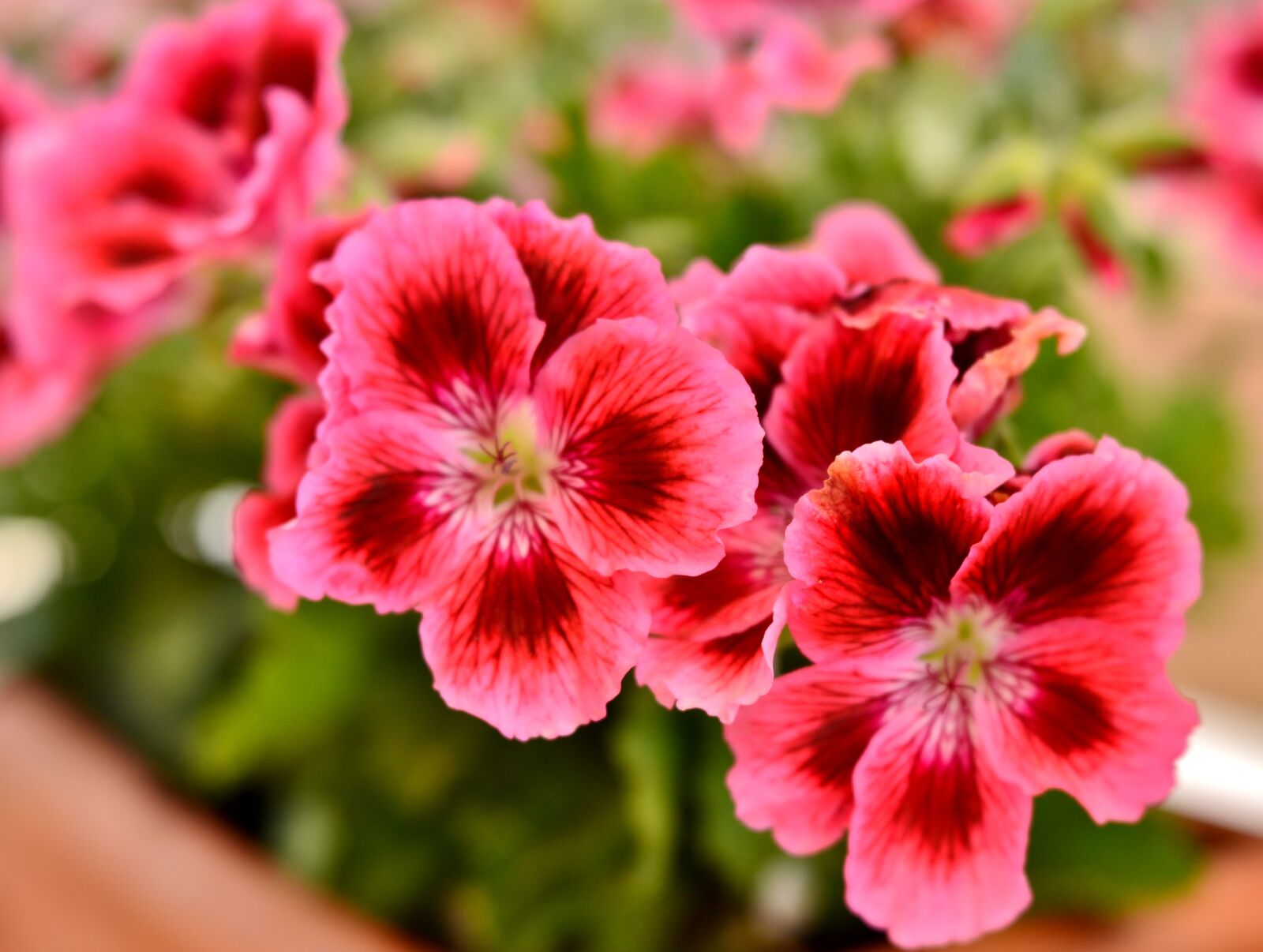 Nikon D600 sample photo. Geranium, flower, pink photography