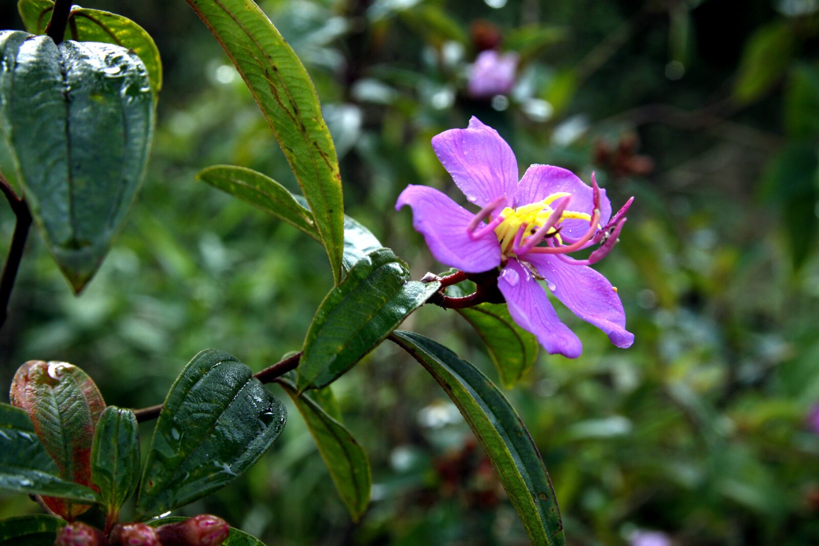 Canon EOS 50D sample photo. Buy flowers, forest flowers photography