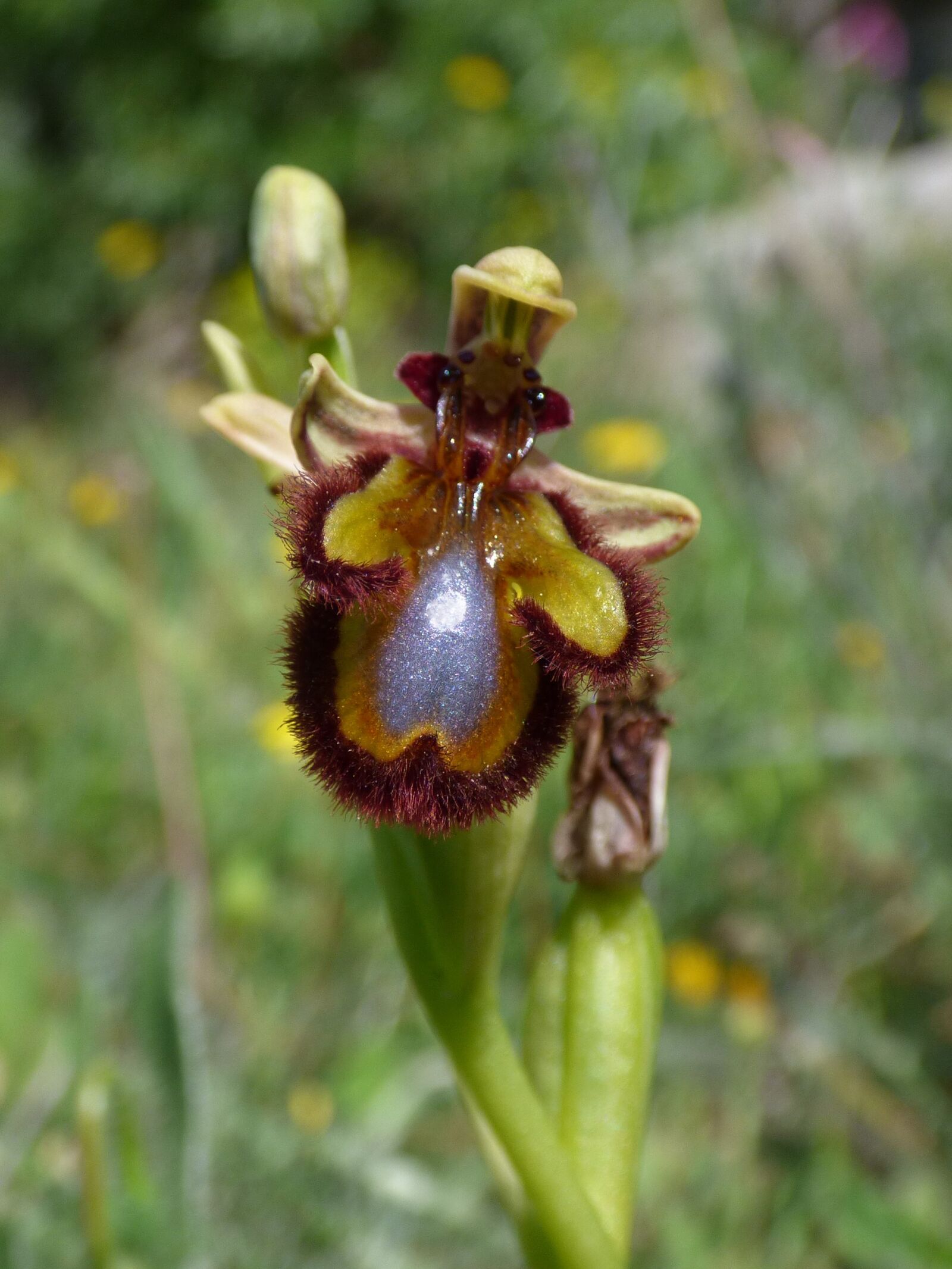 Panasonic Lumix DMC-FZ70 sample photo. Ophrys speculum, apiary, abellera photography