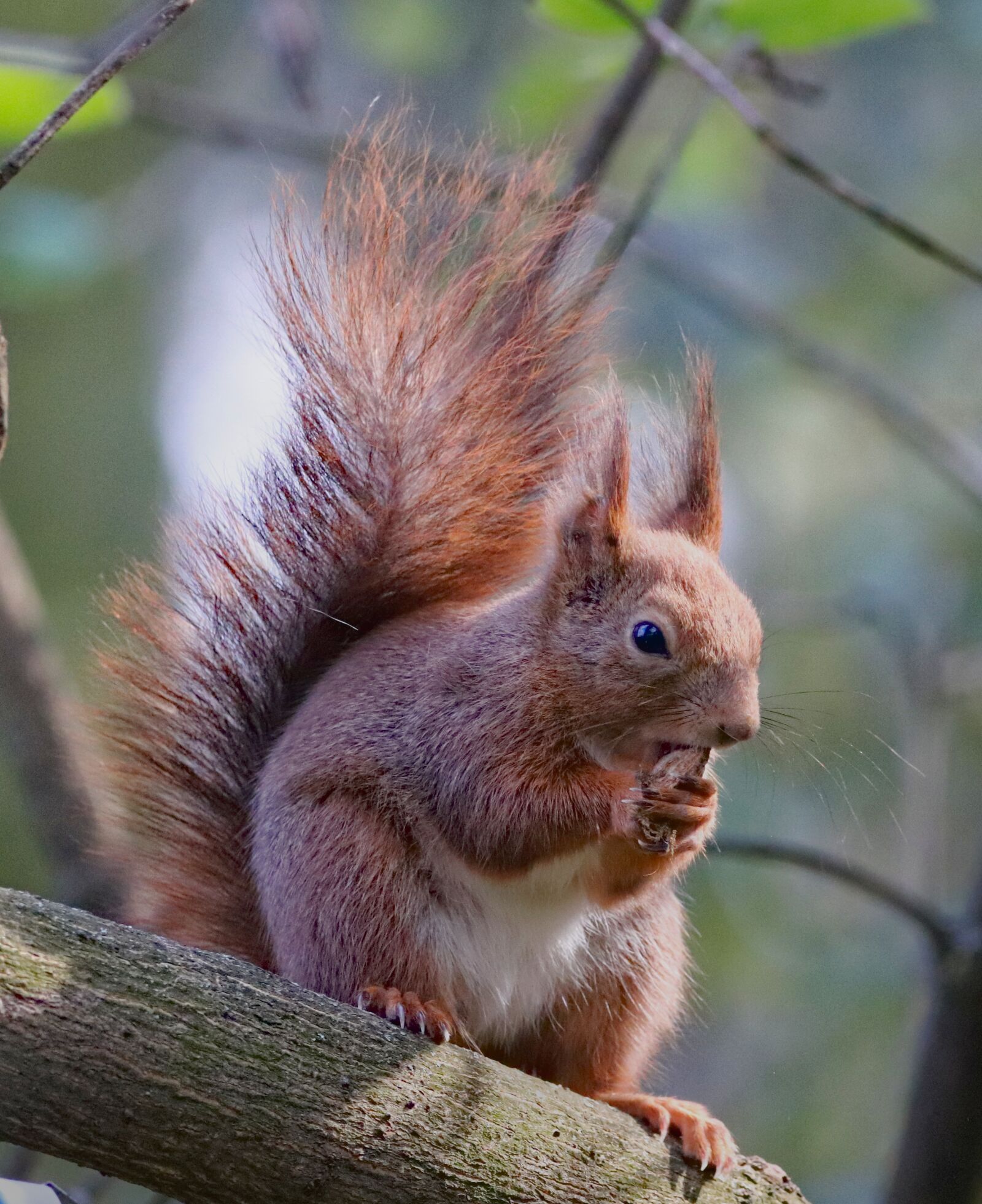 Canon EOS 77D (EOS 9000D / EOS 770D) sample photo. The squirrel, rodent, animal photography