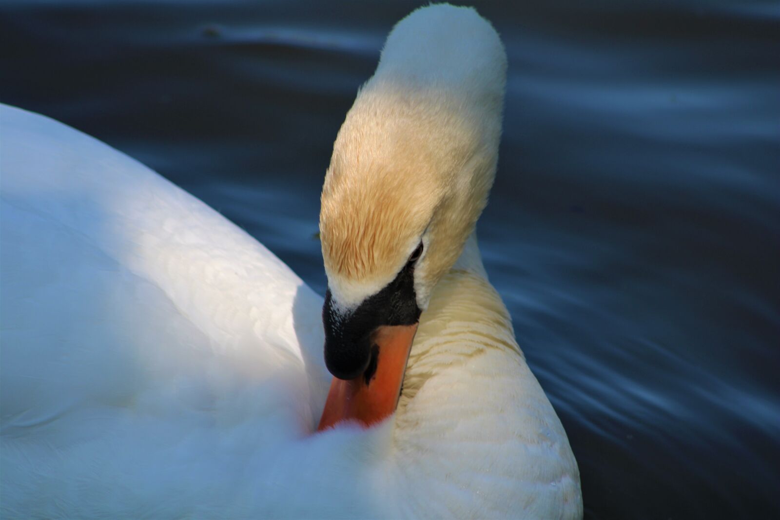 Canon EF75-300mm f/4-5.6 sample photo. Swan, bird, water photography