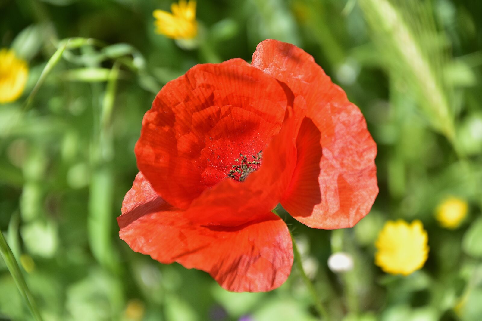 Nikon D7200 sample photo. Flower, nature, plant photography