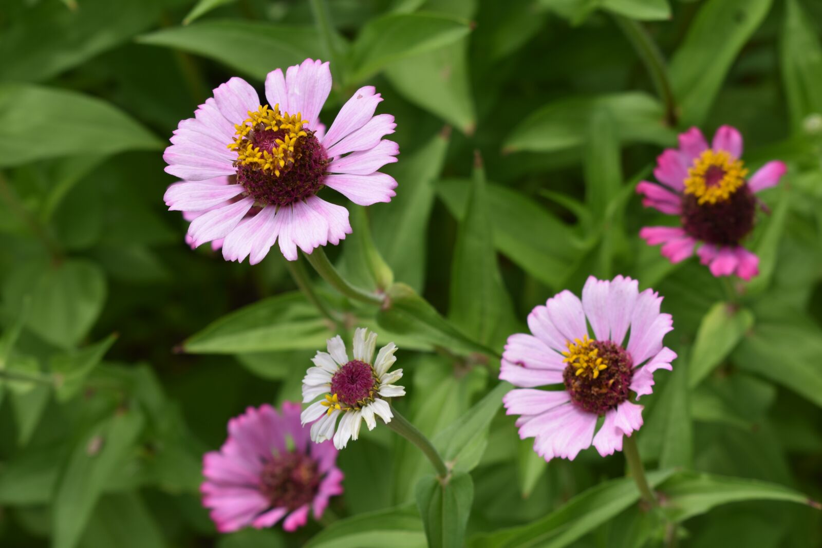 Nikon D3400 sample photo. Flowers, pink, macro photography