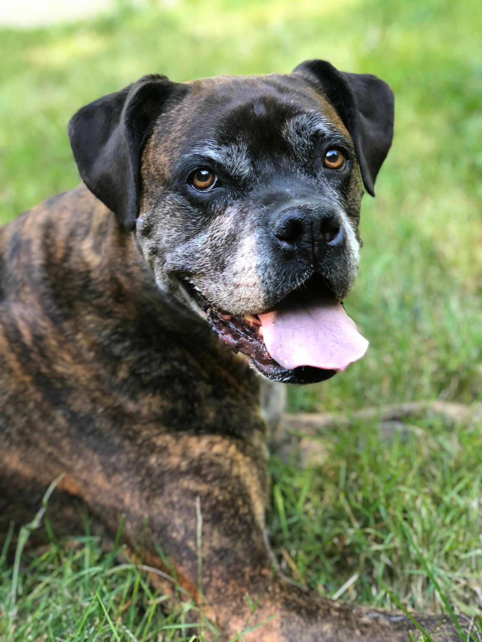 iPhone X back dual camera 6mm f/2.4 sample photo. Dog, boxer, pet photography