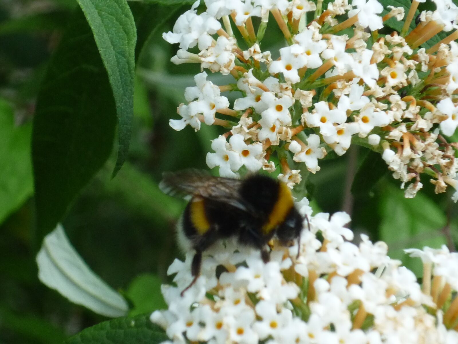 Panasonic Lumix DMC-FS6 sample photo. Hummel, insect, nature photography