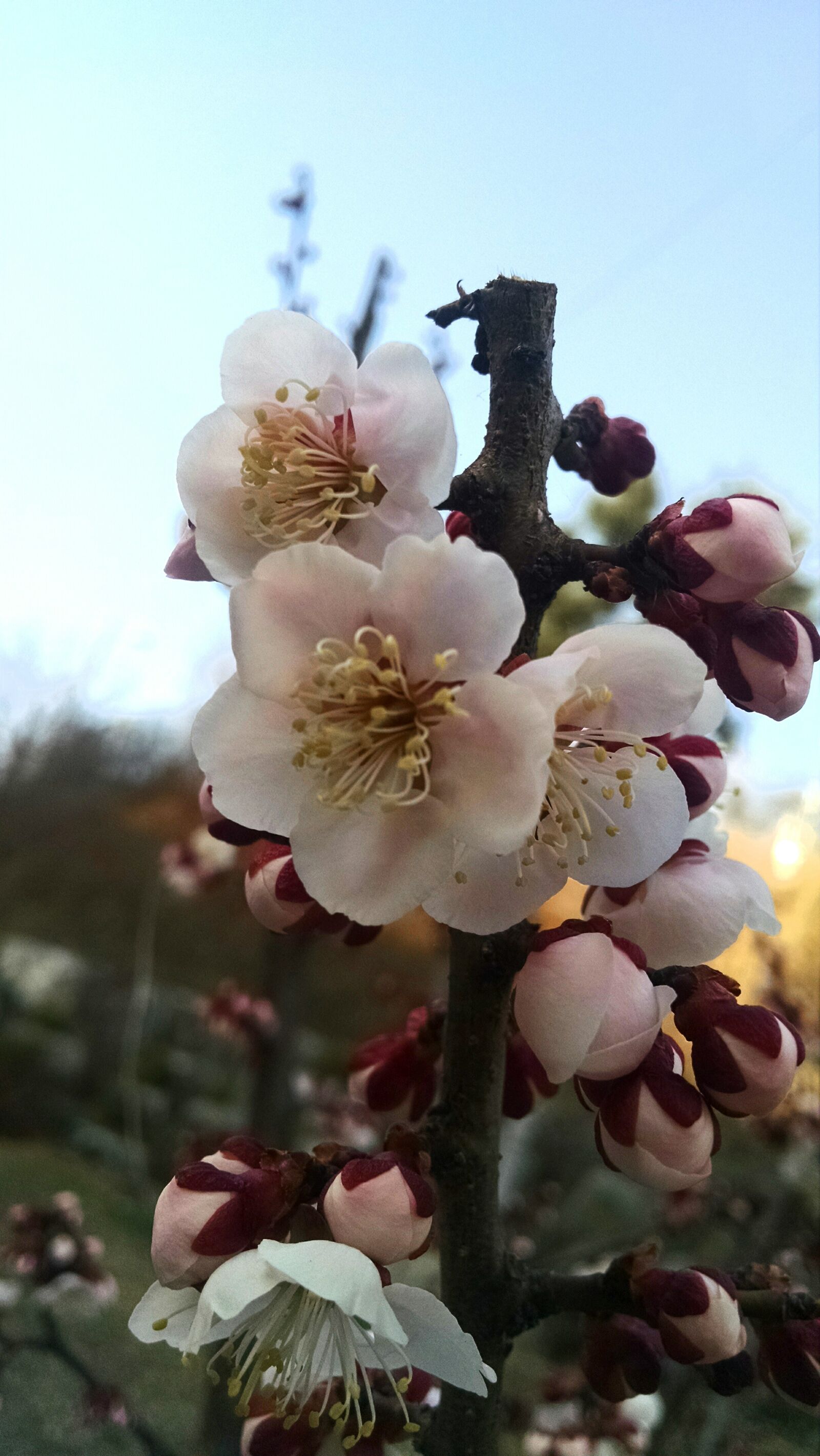 Motorola Moto X (1st Gen) sample photo. Blossom, cherry, flower, nature photography