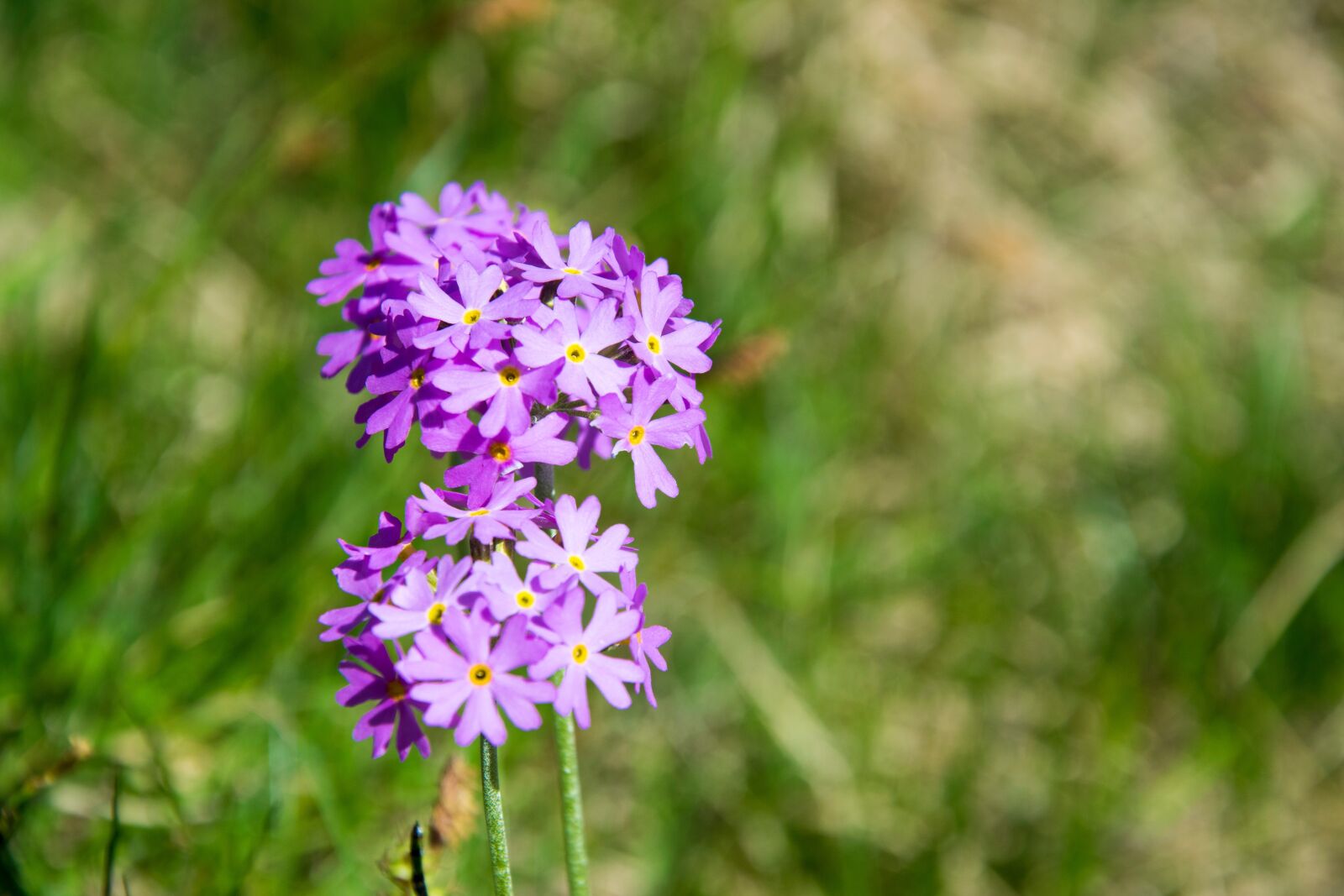 Nikon D5300 sample photo. Dwarf-primrose, flower, blossom photography