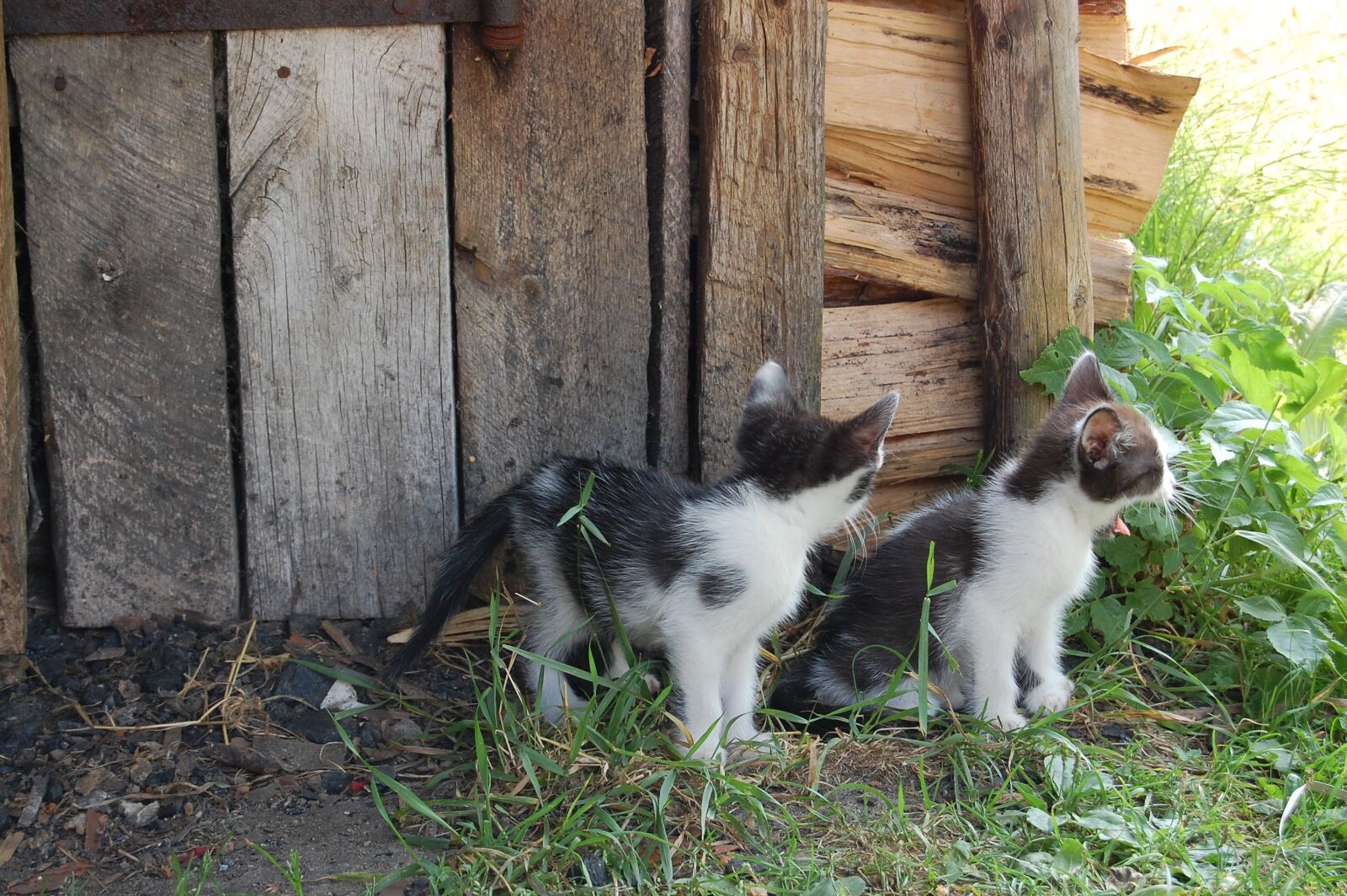 Nikon D40 sample photo. Cats, small, animals photography