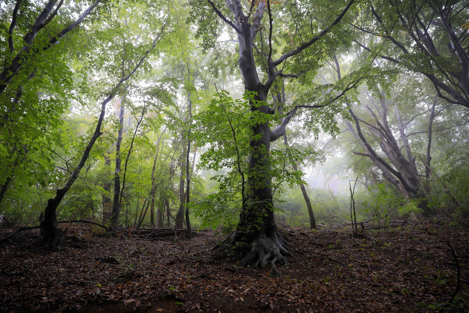 Canon EOS 5D Mark IV sample photo. Forest, environment, nature, tree photography