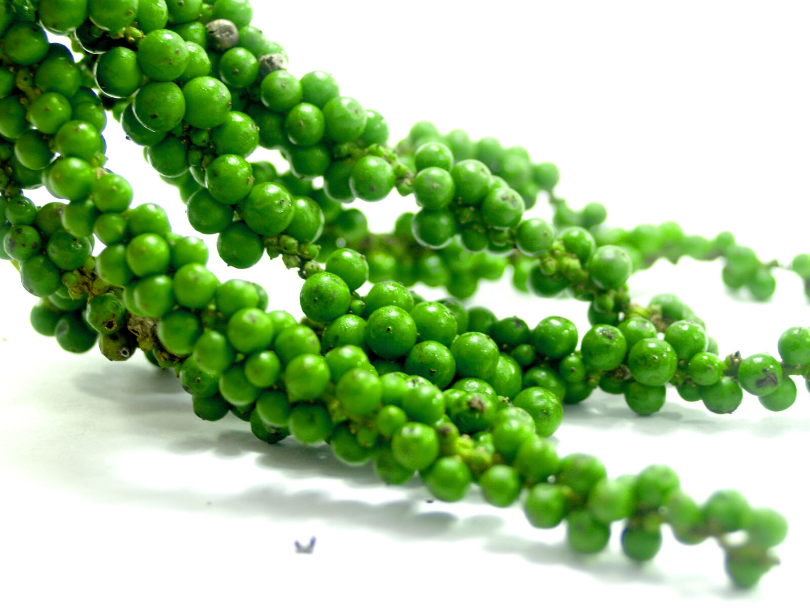 Olympus E-300 (EVOLT E-300) sample photo. Antioxidant, aromatic, bell, pepper photography