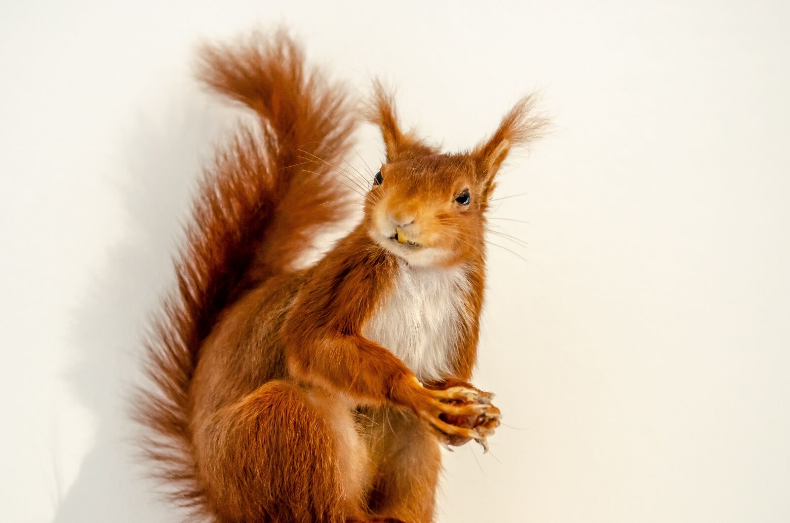 Nikon D7000 sample photo. Squirrel, mammal, tail photography