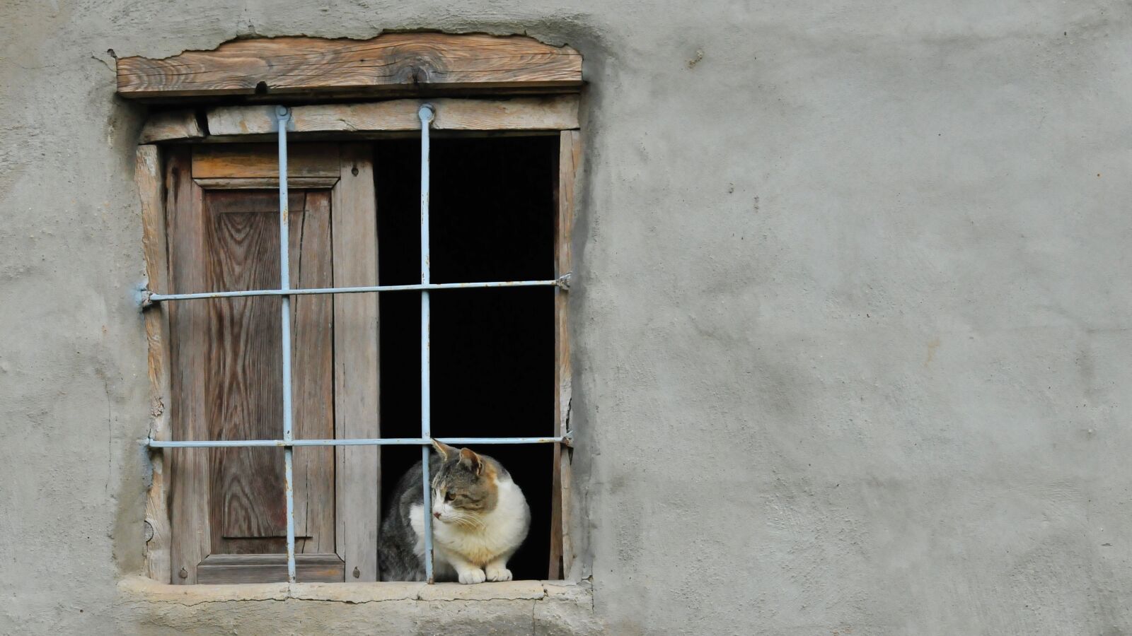 Nikon D300 sample photo. Pet, window, dog photography