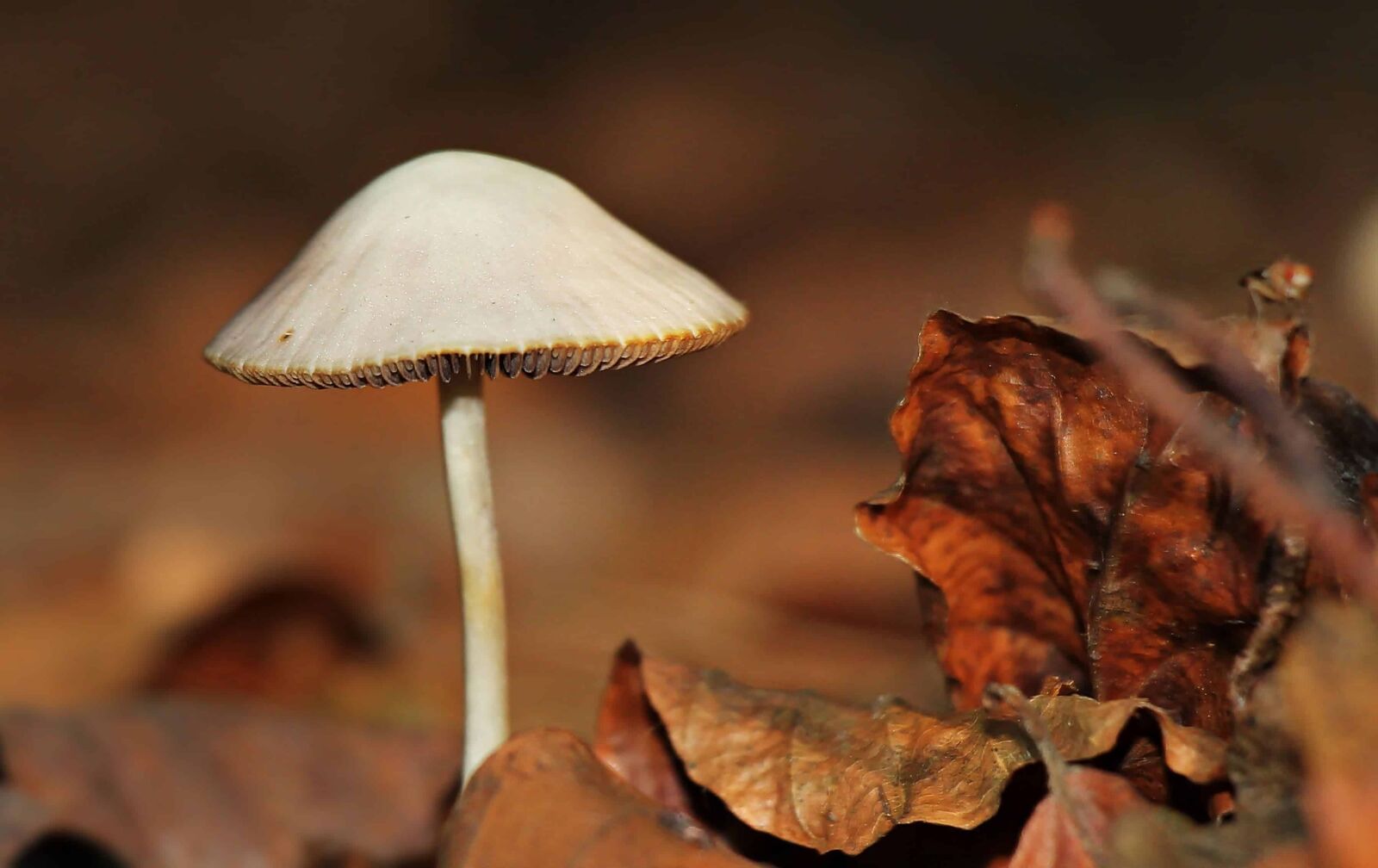 Canon EOS 550D (EOS Rebel T2i / EOS Kiss X4) sample photo. Mushroom, nature, wood, daylight photography