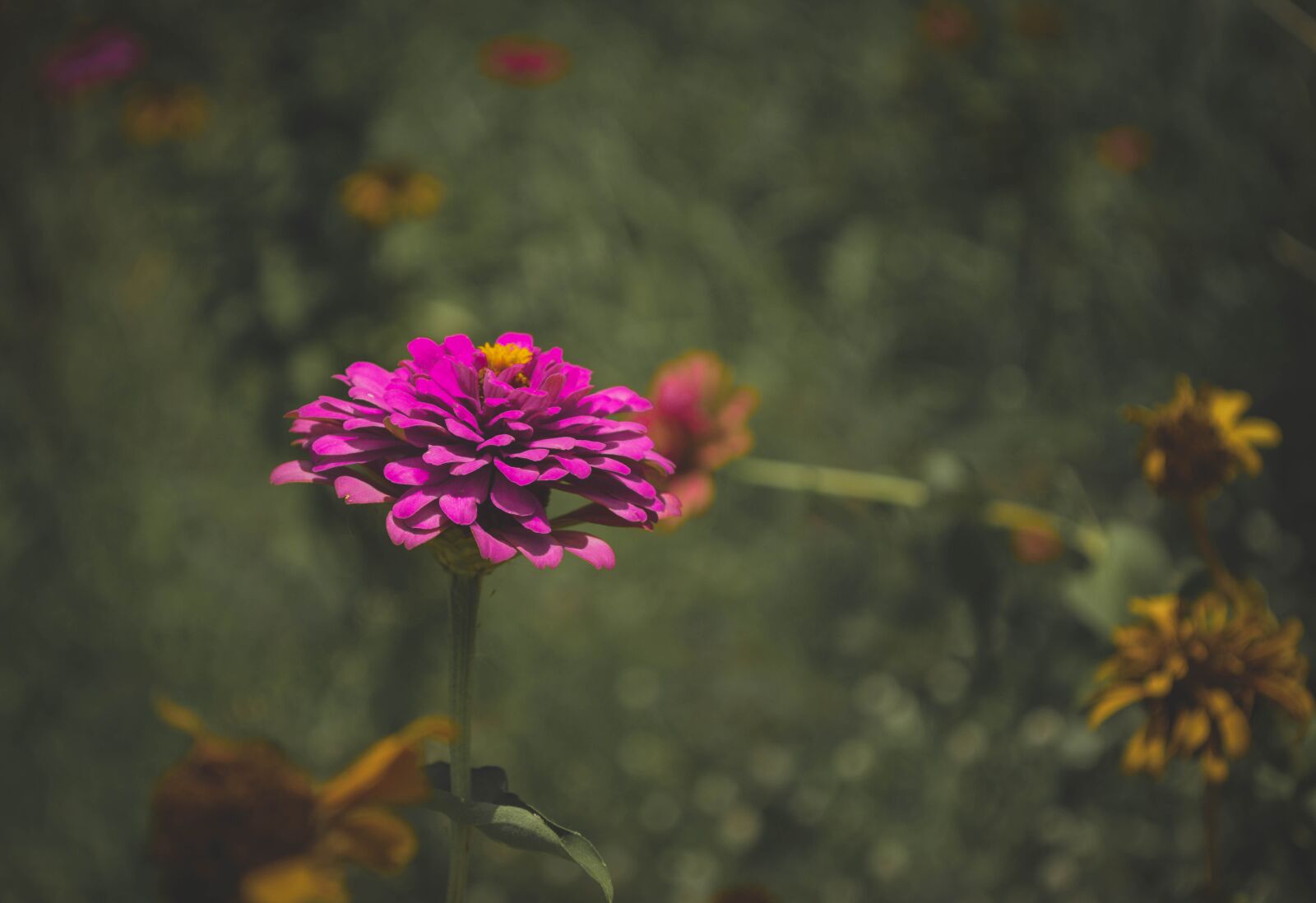 Nikon D5200 sample photo. Flowers, purple, gloomy photography
