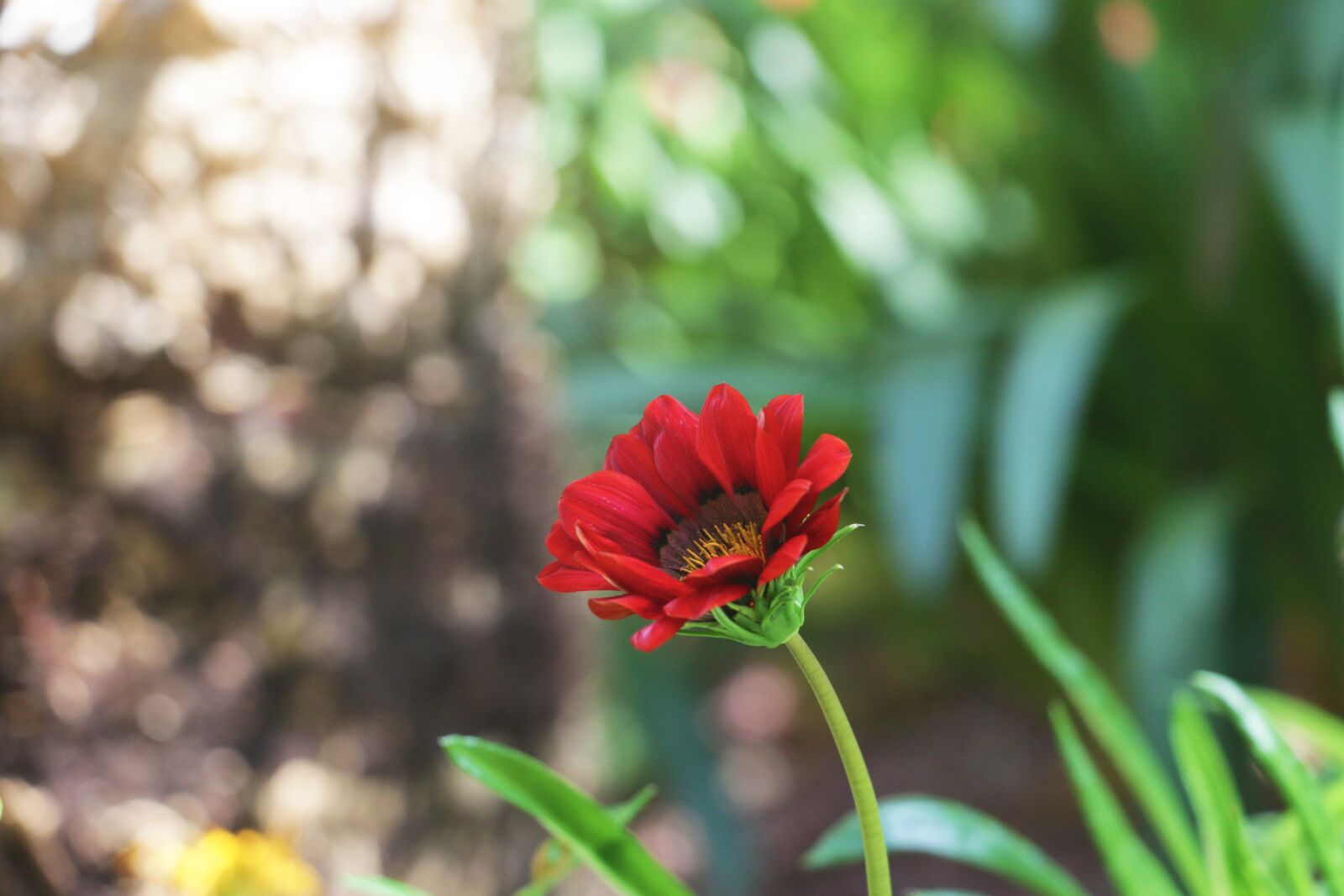 Canon EOS 70D sample photo. Flower, bud, flora photography