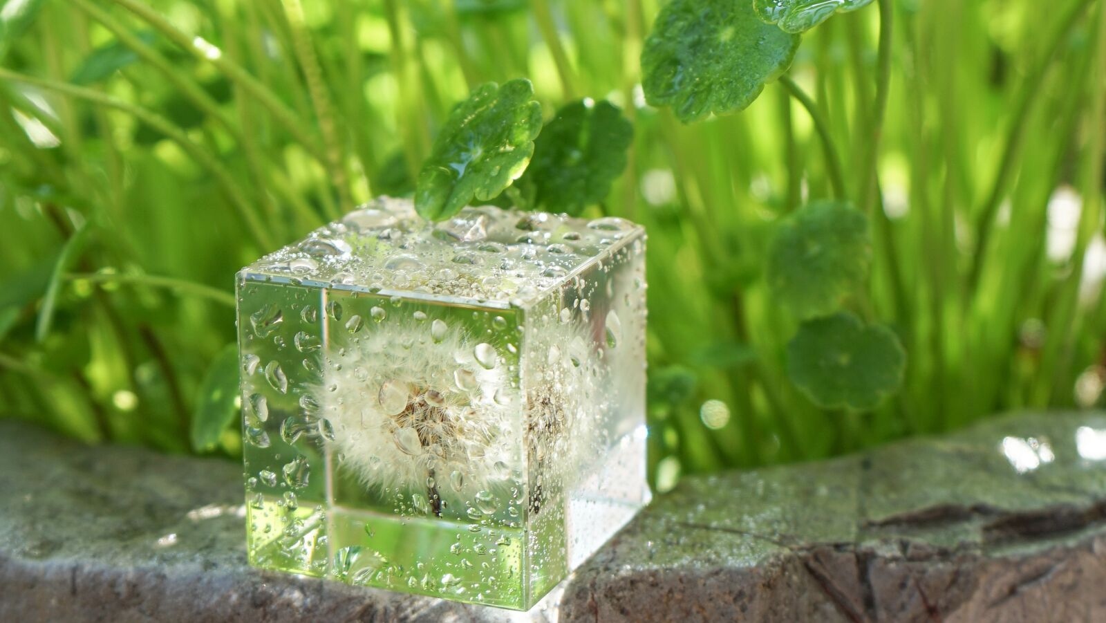 Sony a7 II + Sony FE 28-70mm F3.5-5.6 OSS sample photo. Dandelion, glass, crystal photography