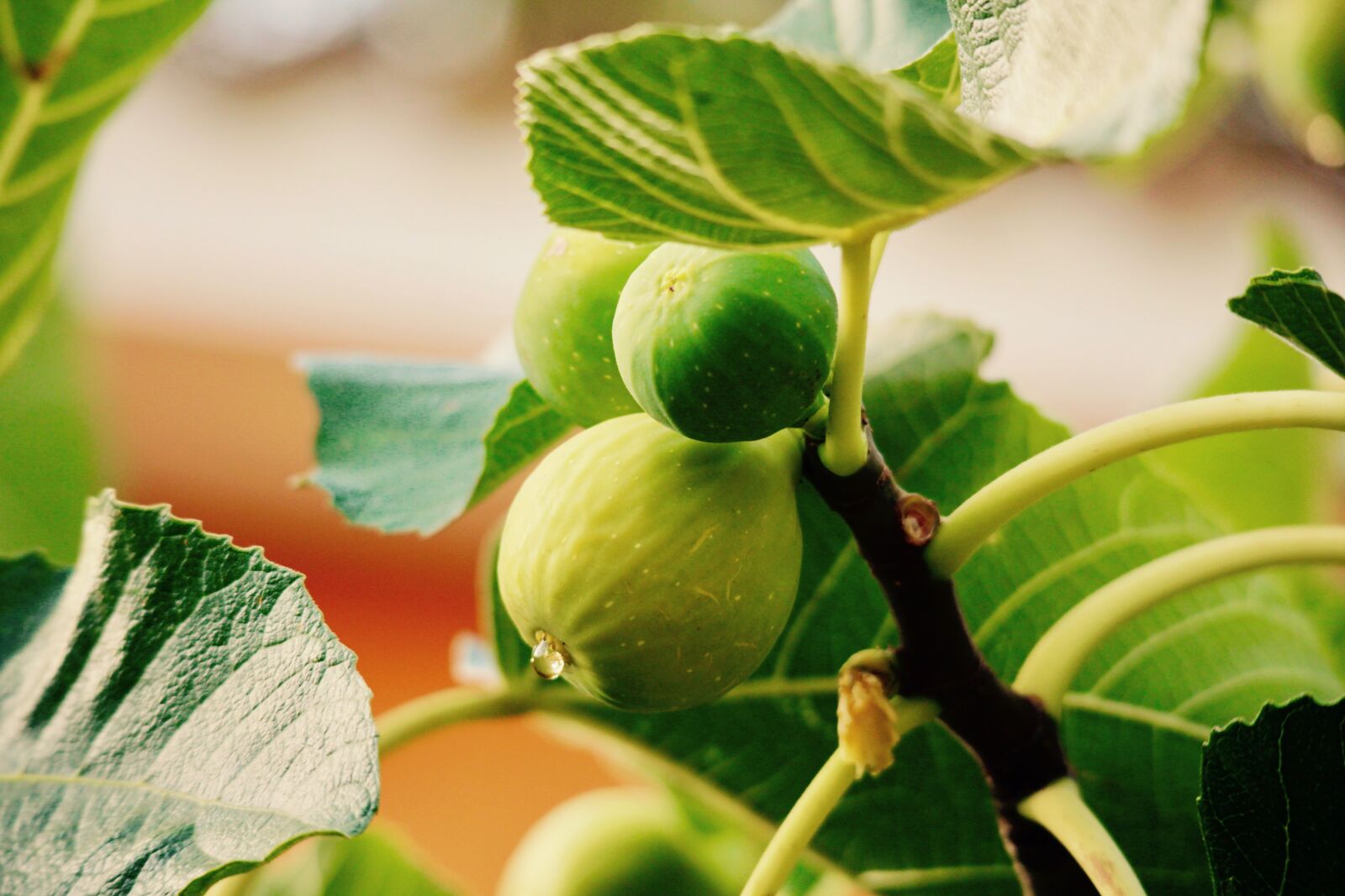 Canon EOS M sample photo. Summer, fig, fruit photography