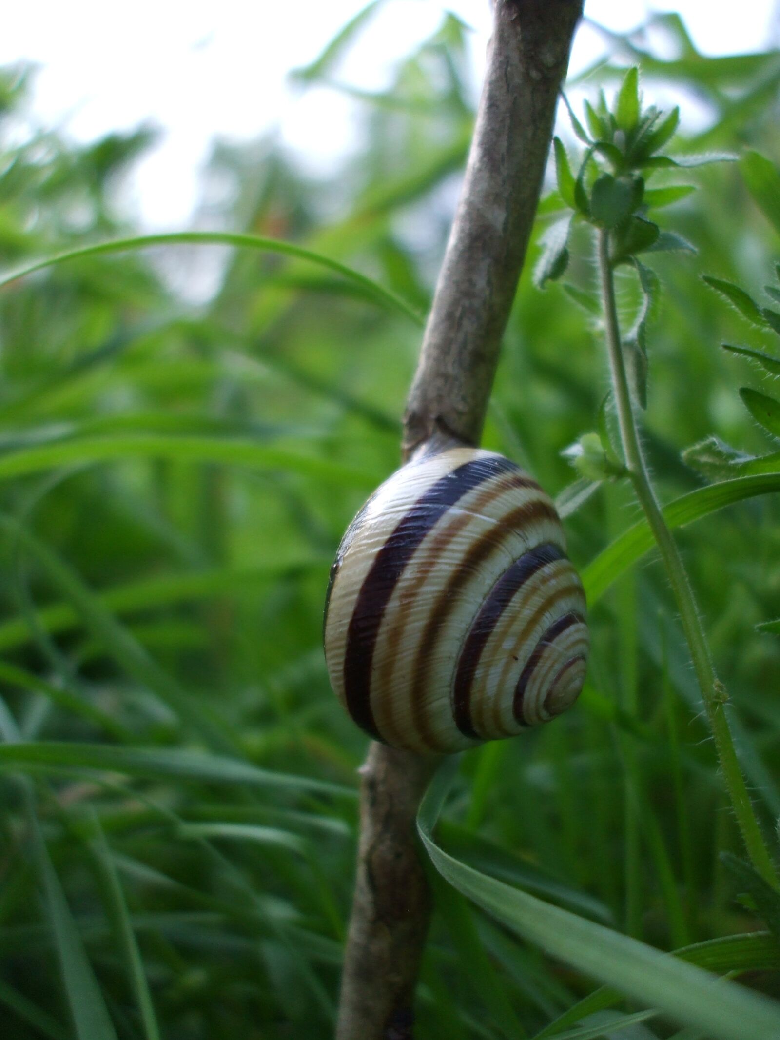 Fujifilm FinePix A800 sample photo. Snail, shell, mollusk photography