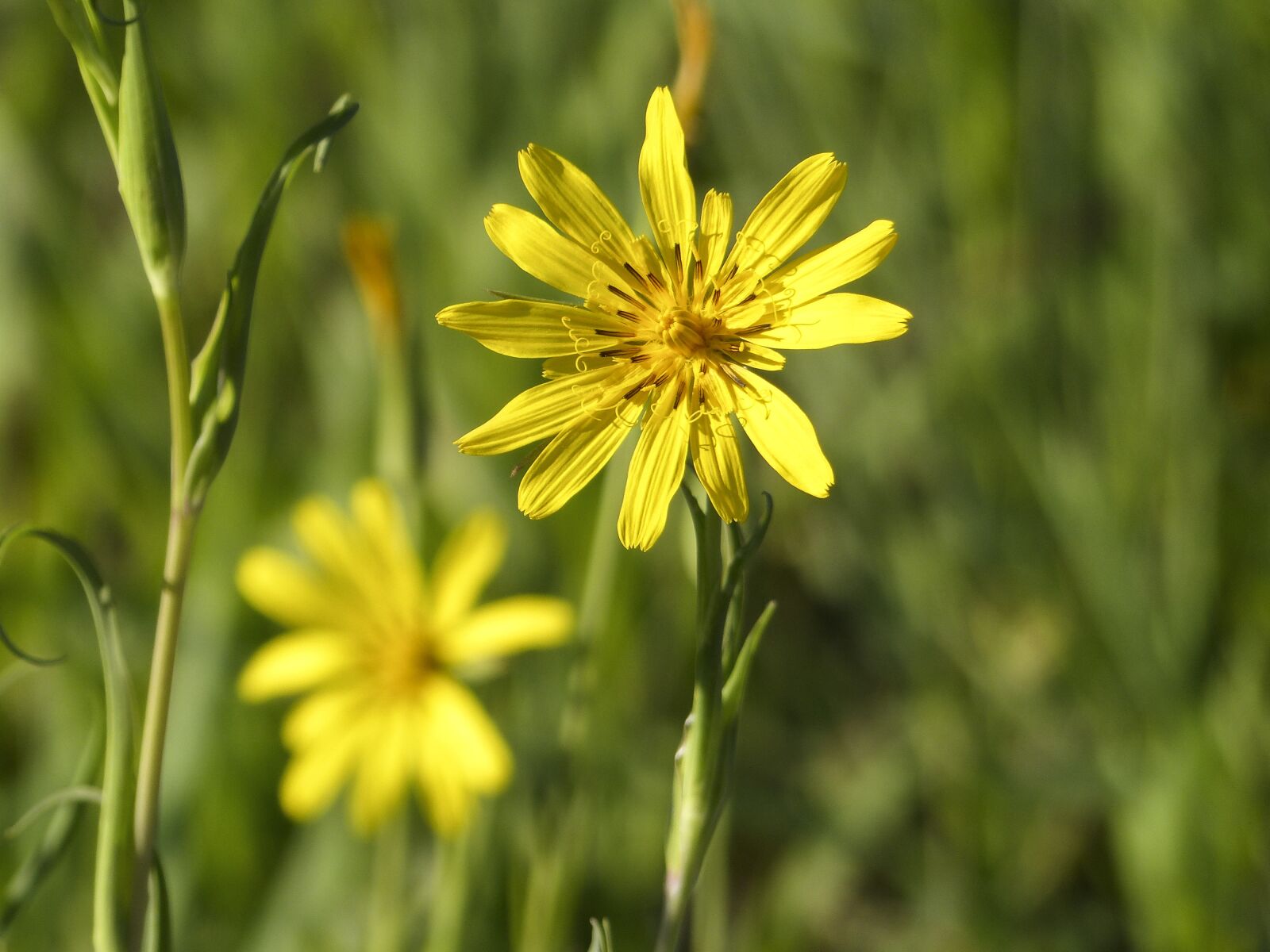 Panasonic Lumix DMC-FZ200 sample photo. Wild flower, yellow, close-up photography