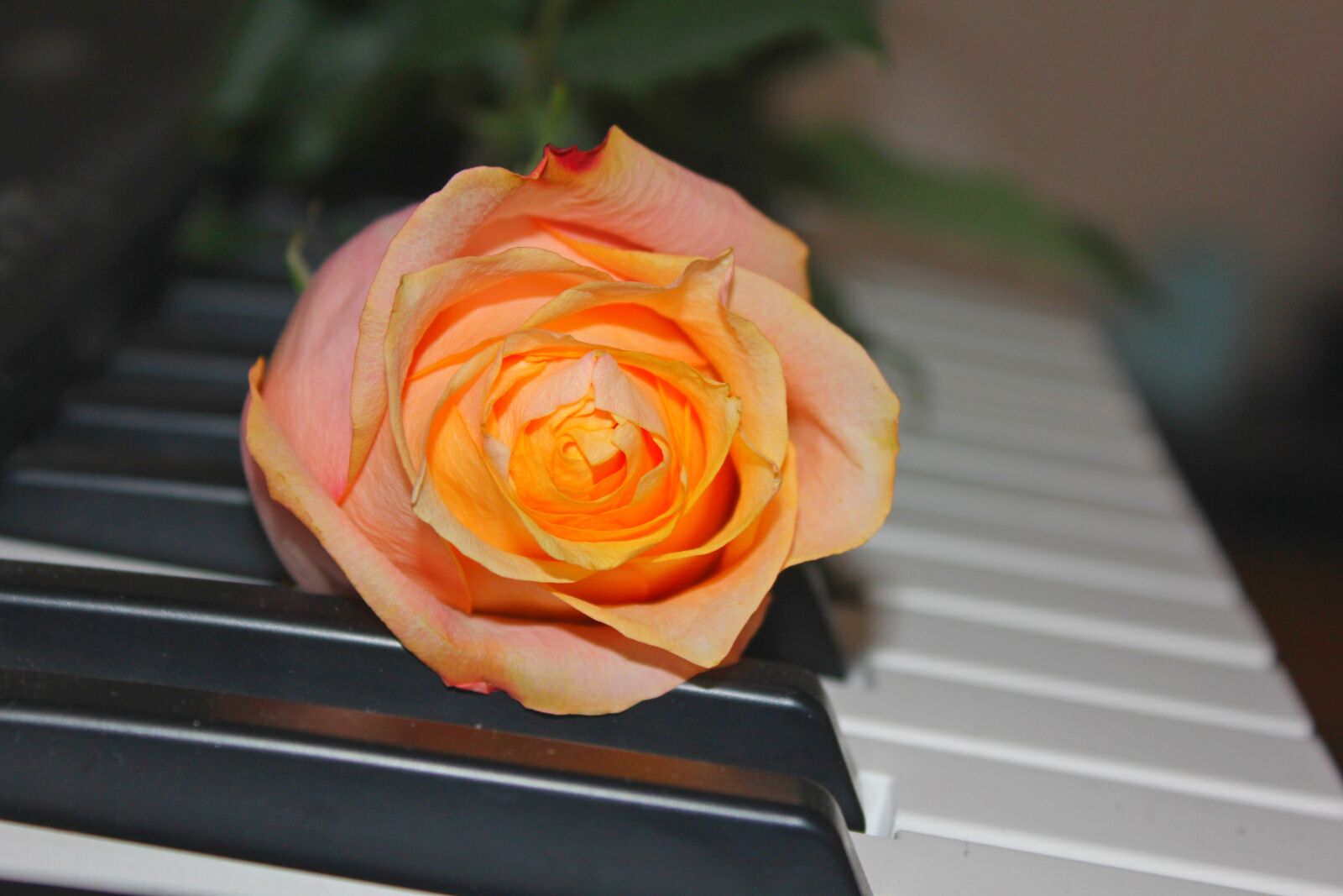 Canon EOS 60D sample photo. Rose, piano, music photography