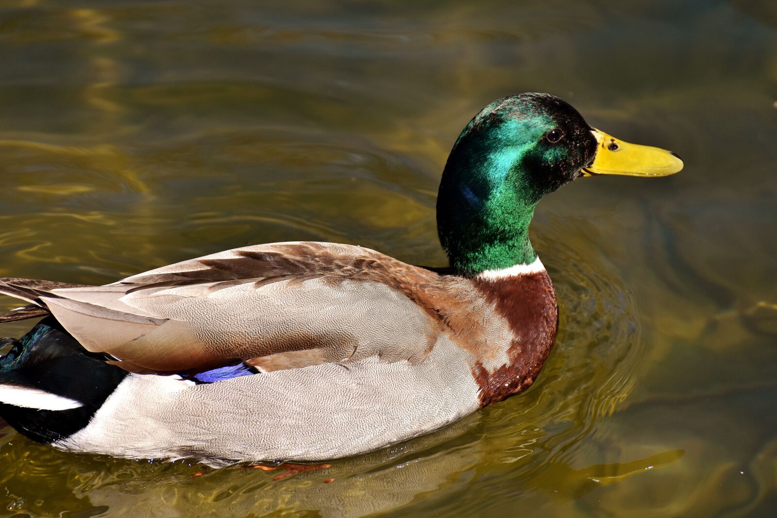 Nikon D7200 sample photo. Duck, water bird, drake photography