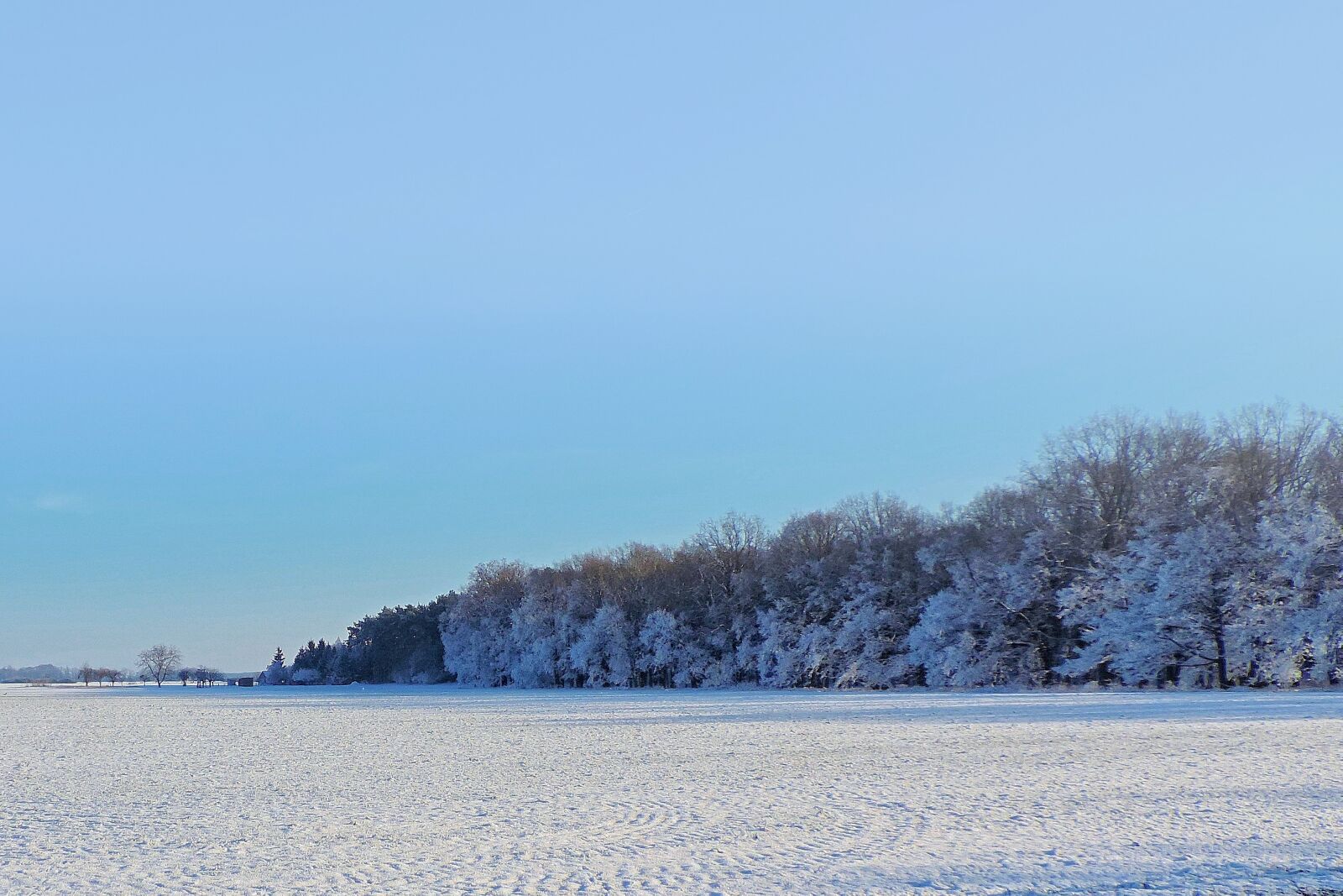 Nikon Coolpix P520 sample photo. Landscape, trees, winter impressions photography
