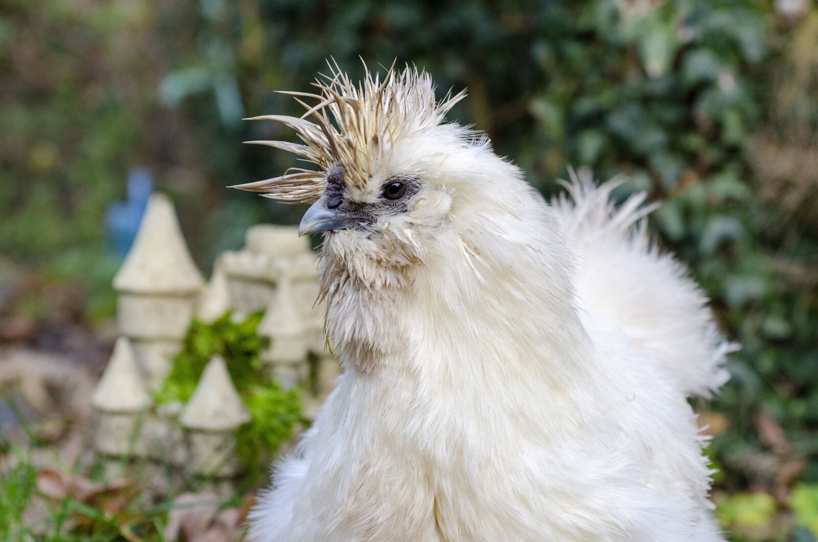 Nikon D7000 sample photo. Hen, poulette, pen photography