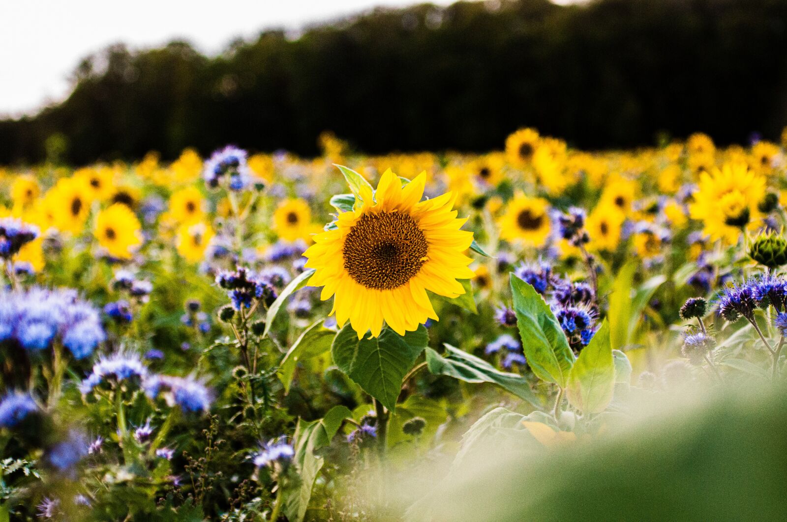 Nikon D90 sample photo. Nature, field, flower photography