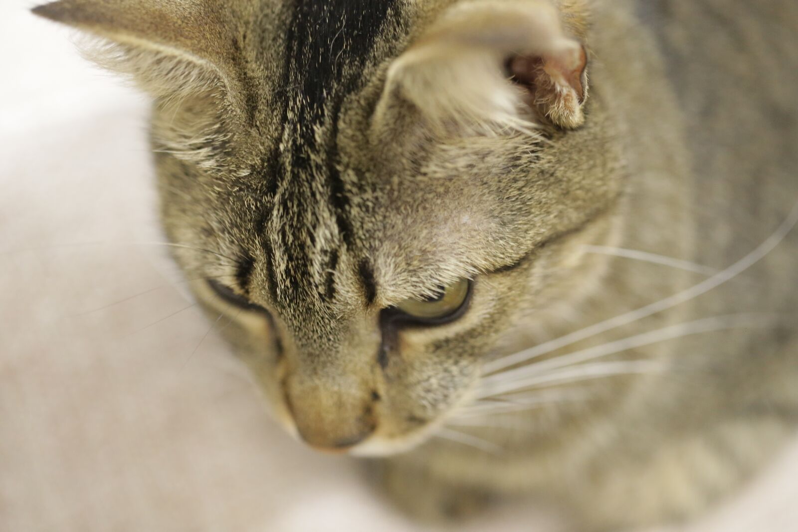 Canon EF 100mm F2.8L Macro IS USM sample photo. Cat, hunter, feline photography