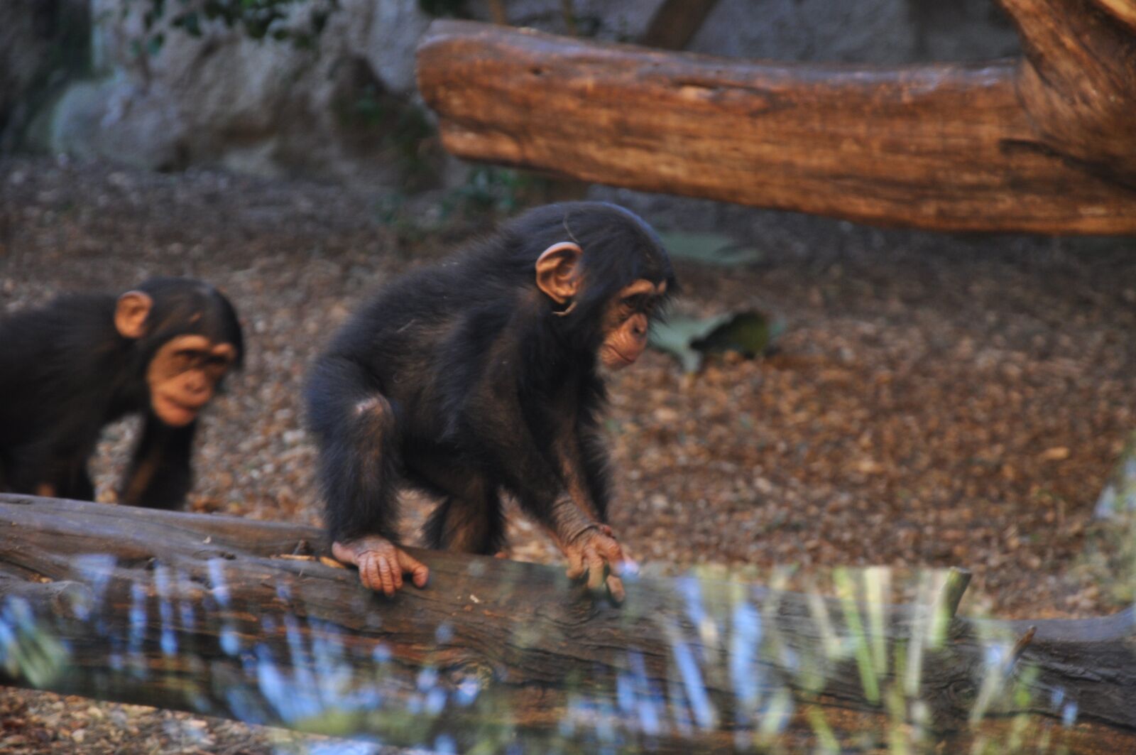 Nikon D5000 sample photo. Chimpanzee, monkey, animal photography