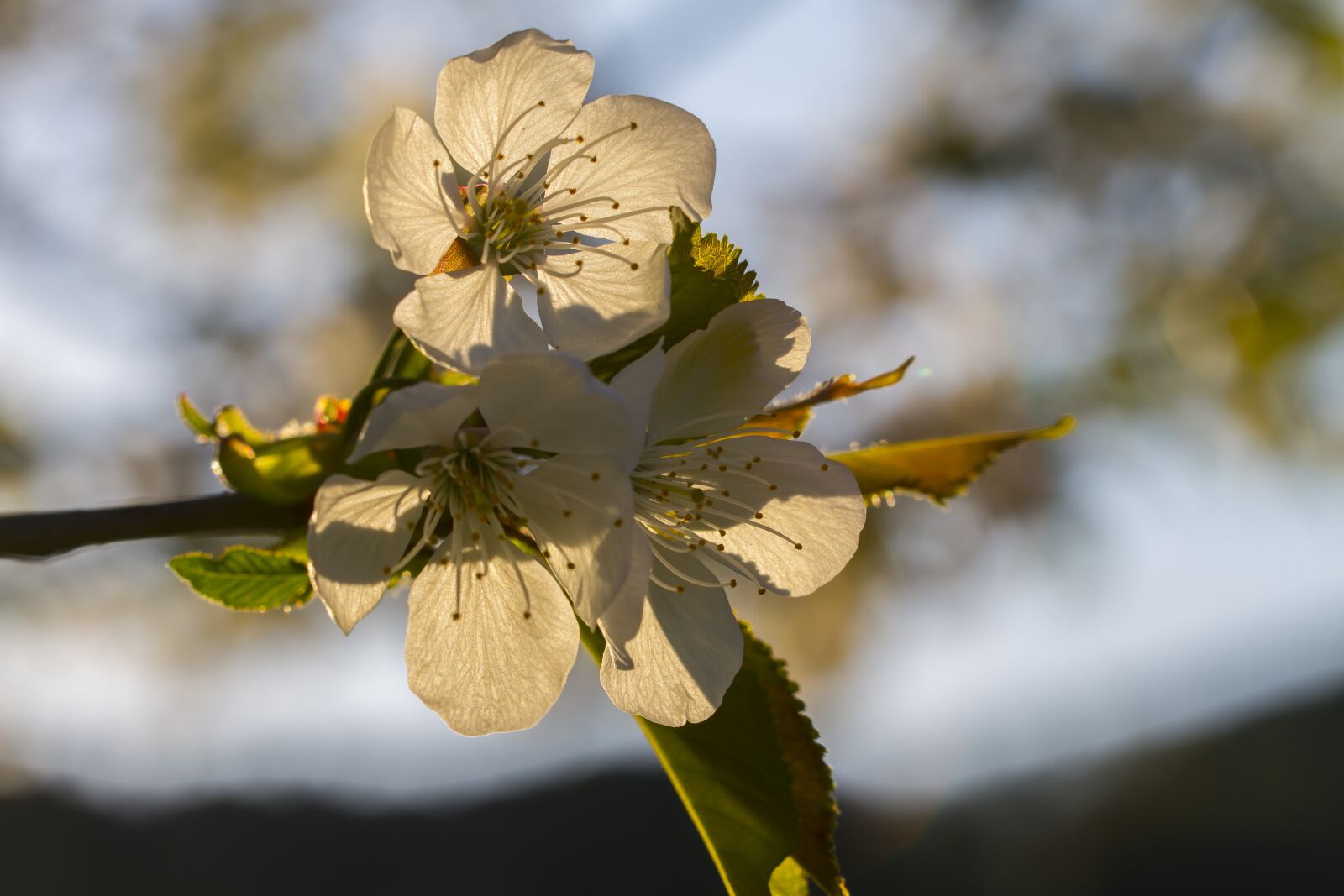 Canon EOS 7D + Canon EF 70-200mm F4L USM sample photo. Cherry blossom, cherry tree photography