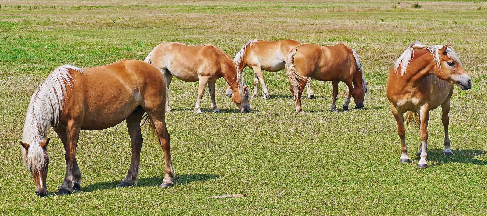 Panasonic Lumix DMC-GH3 sample photo. Haflinger, horses, light brown photography