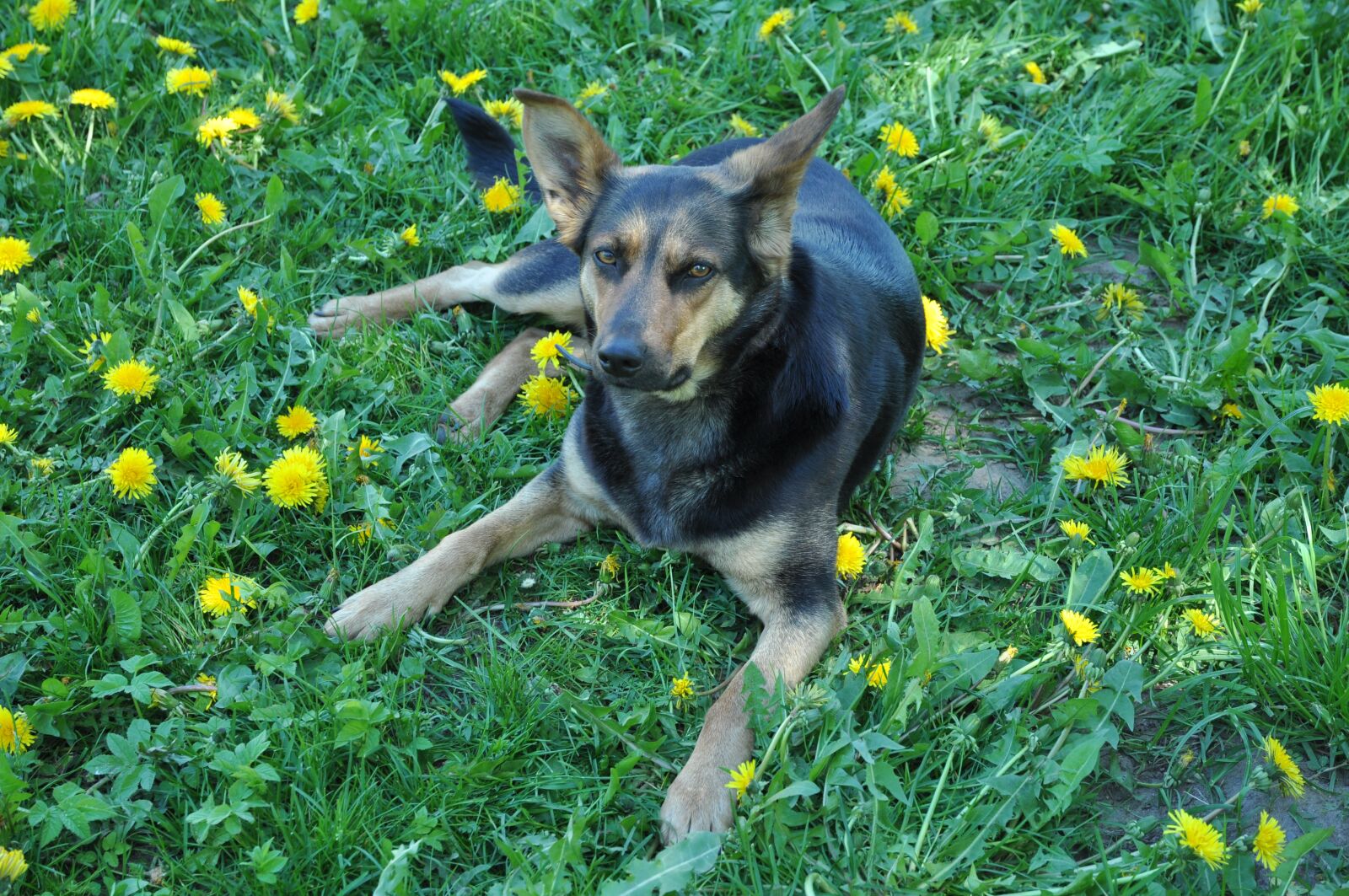Nikon D90 sample photo. Dog, mut, canine photography