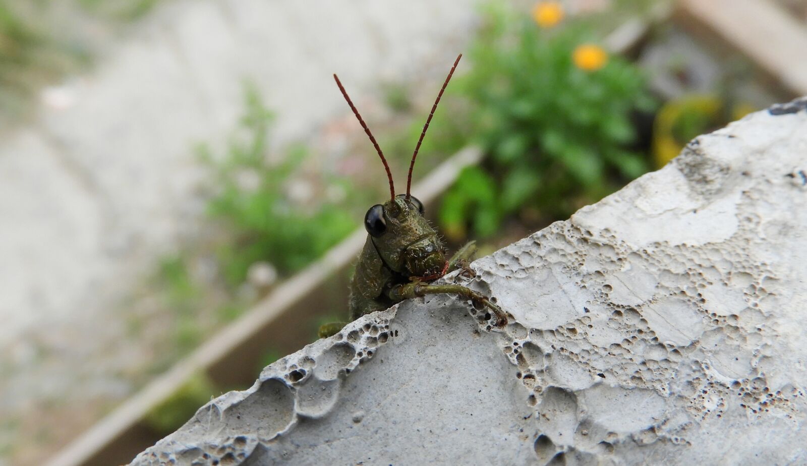 Nikon Coolpix B700 sample photo. Insect, cricket, colombia photography