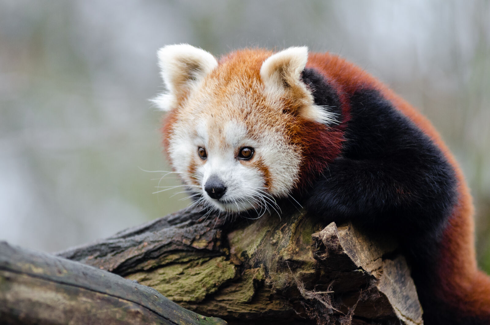 AF Zoom-Nikkor 80-200mm f/2.8 ED sample photo