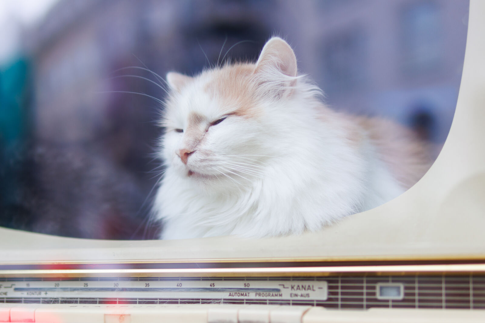 Sigma 30mm F1.4 DC DN | C sample photo. Cat watch spot photography