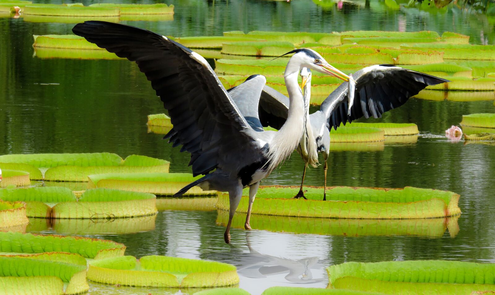 Canon PowerShot SX50 HS sample photo. Heron, lotus, leaf photography