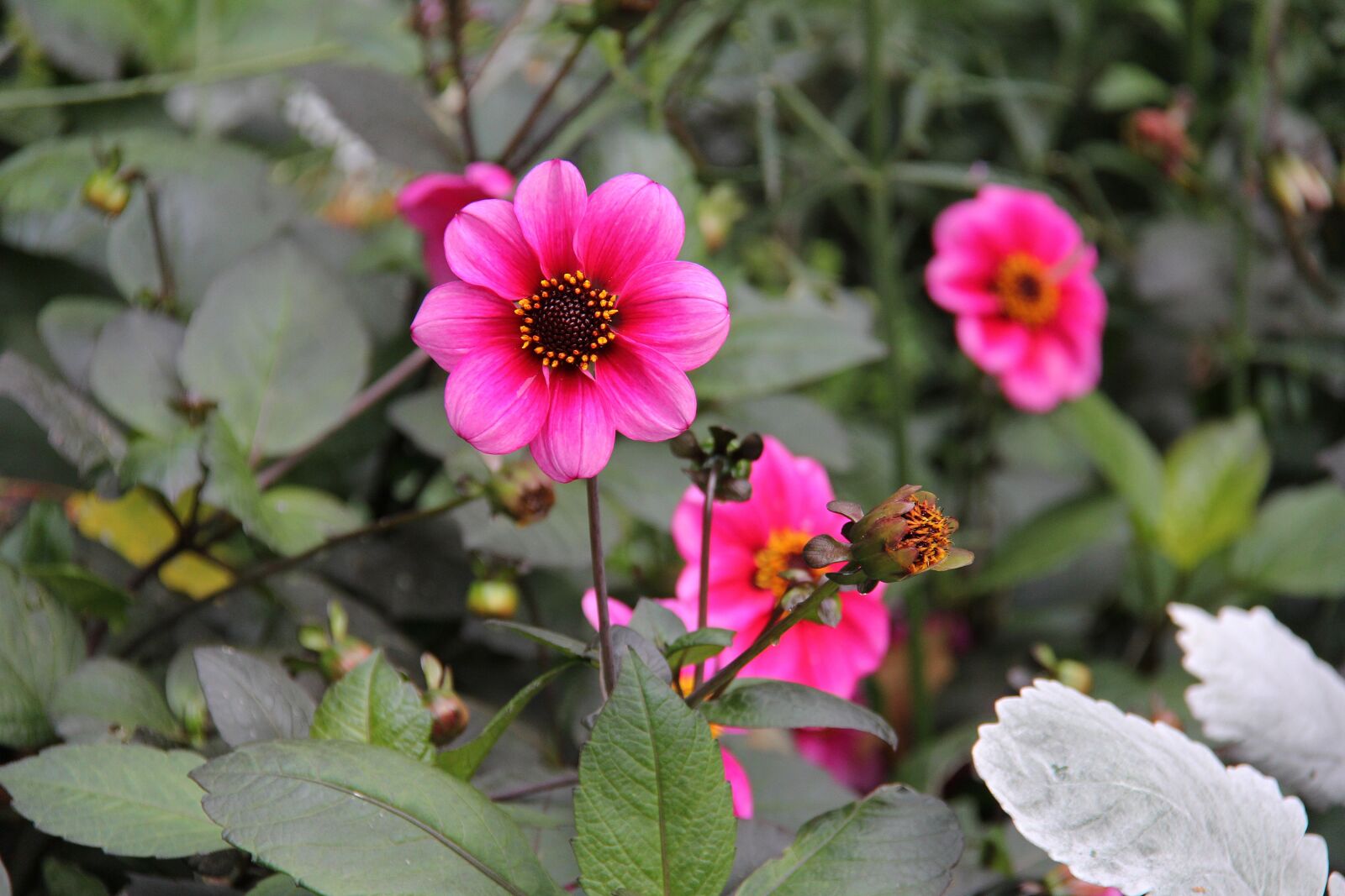 Canon EF-S 18-200mm F3.5-5.6 IS sample photo. Flowers, pink, beautiful photography
