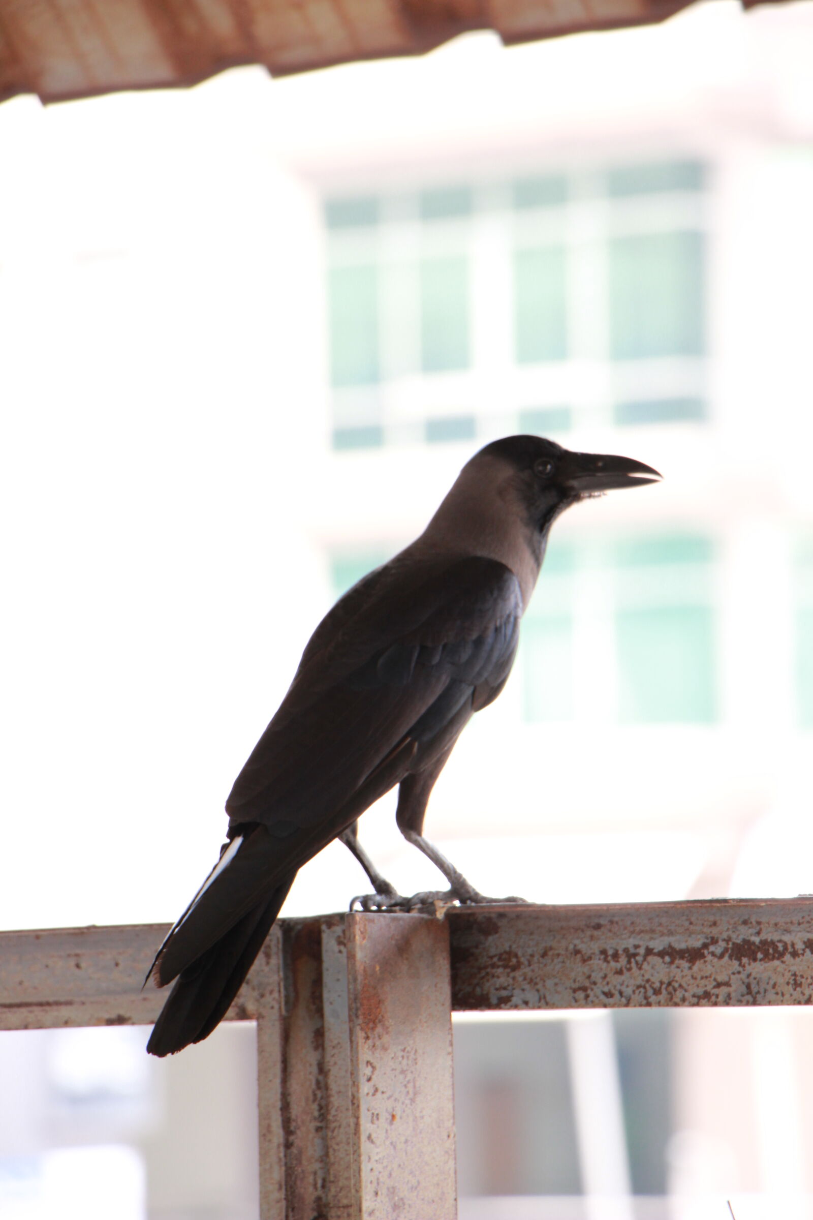 Canon EOS 600D (Rebel EOS T3i / EOS Kiss X5) sample photo. Crow photography