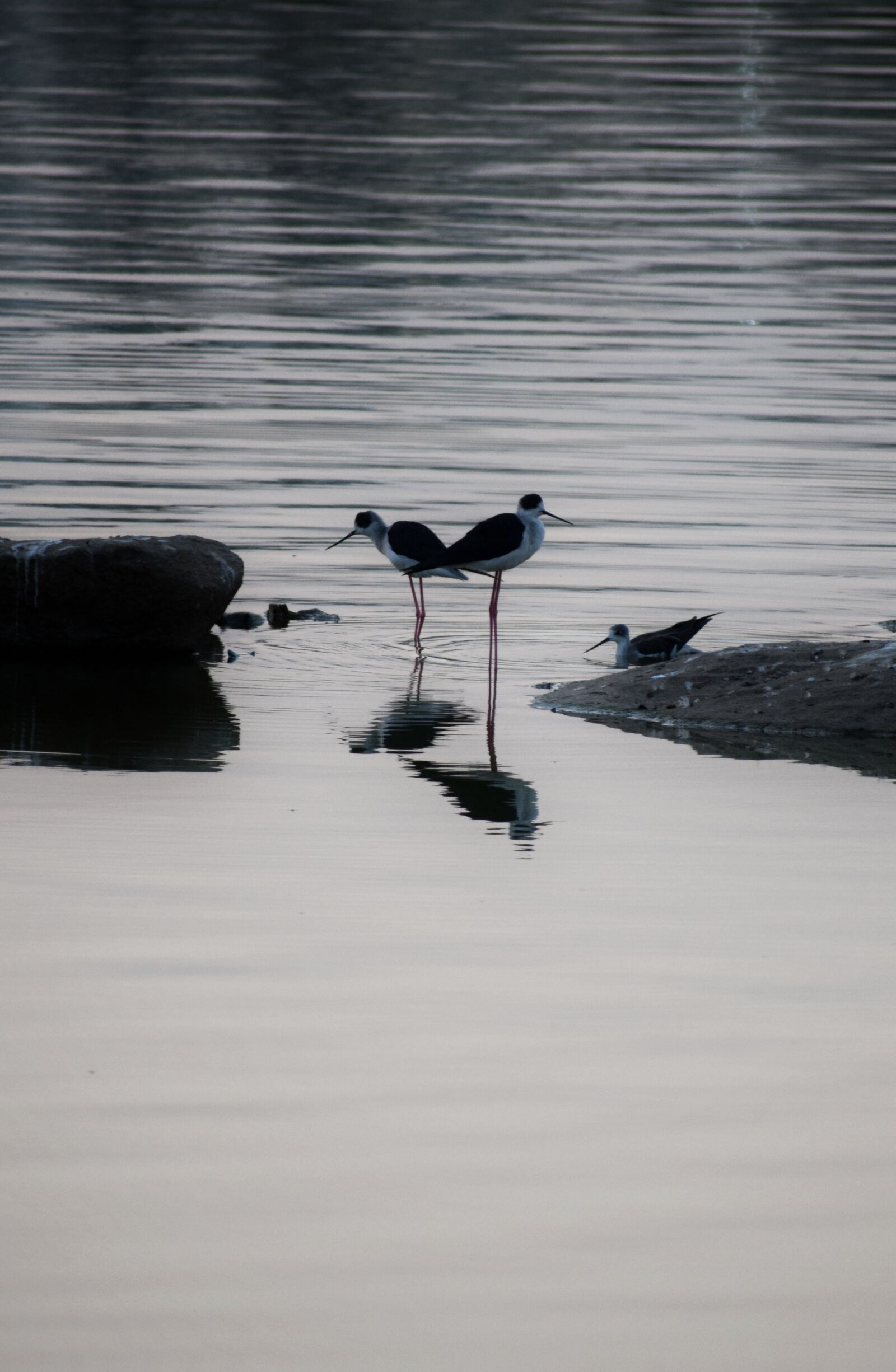 Nikon D5300 sample photo. Scenery, birds, lake photography