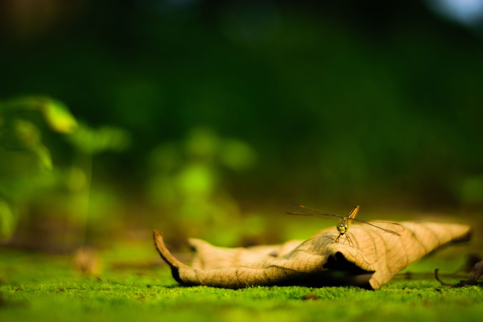 Nikon D5300 sample photo. Dragonfly, leaf, nature photography