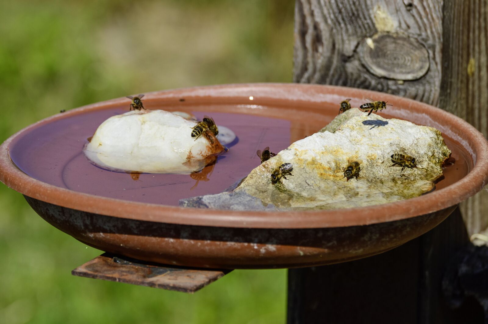 Nikon D3200 sample photo. Bee, honey bee, insect photography