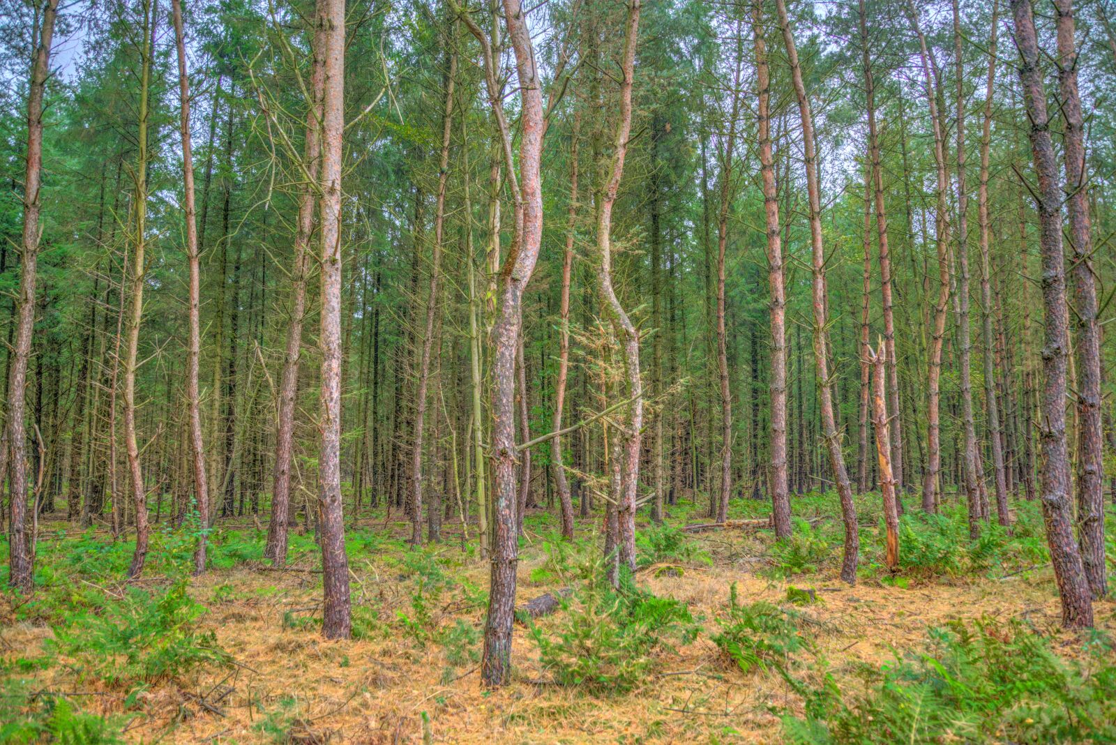 Nikon D610 sample photo. Trees, standing, forest photography