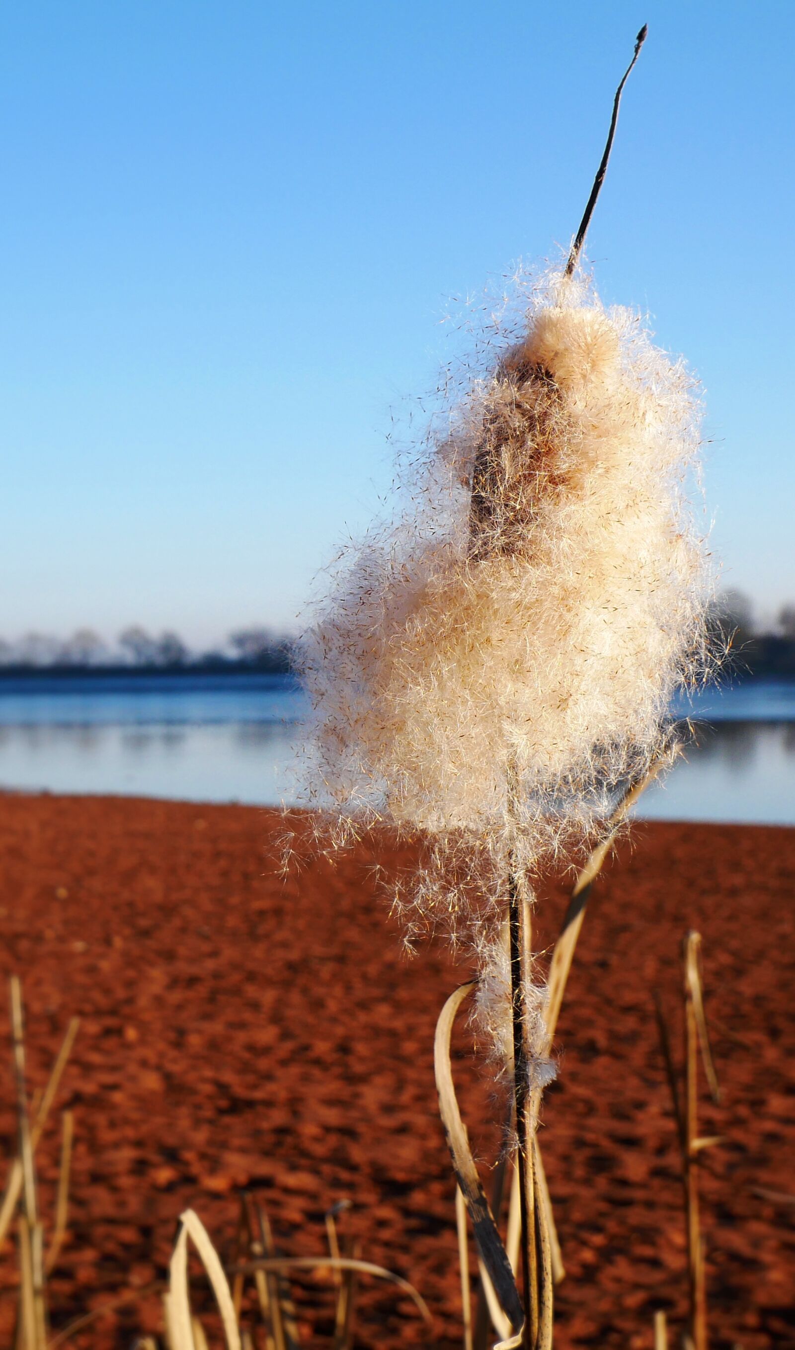 Panasonic Lumix DMC-GX85 (Lumix DMC-GX80 / Lumix DMC-GX7 Mark II) sample photo. Reed, nature, bank photography